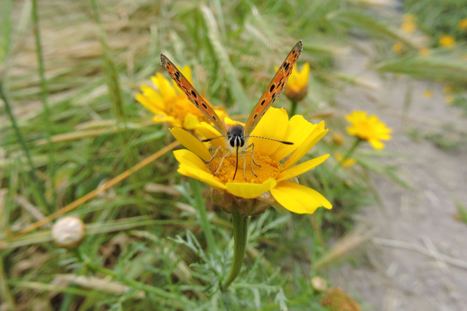 Nikon Coolpix P600 sample photo. Butterfly, flower, yellow photography