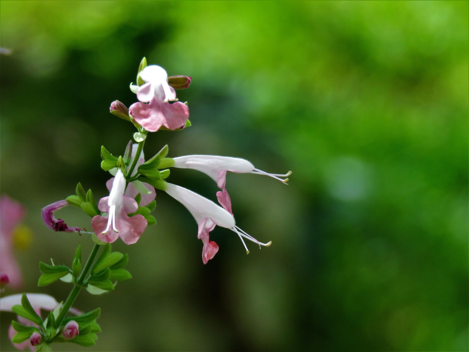 Canon PowerShot SX60 HS sample photo. Flowers, tiny, pink and photography