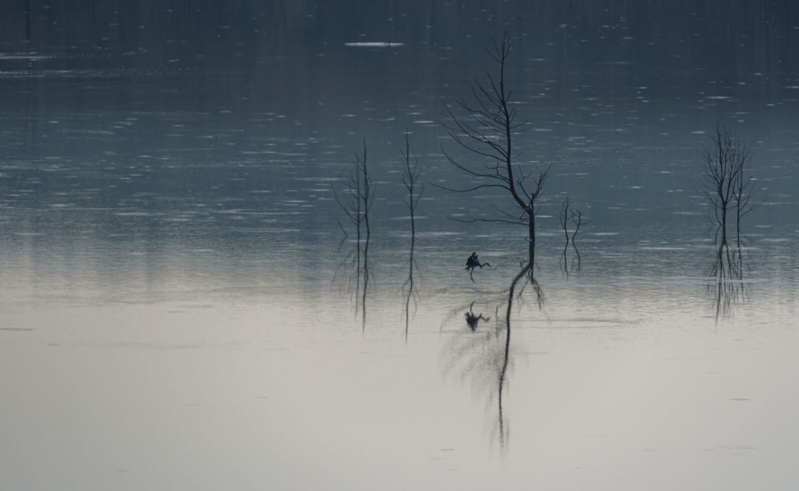 Nikon D750 sample photo. Lake, bird, art photography