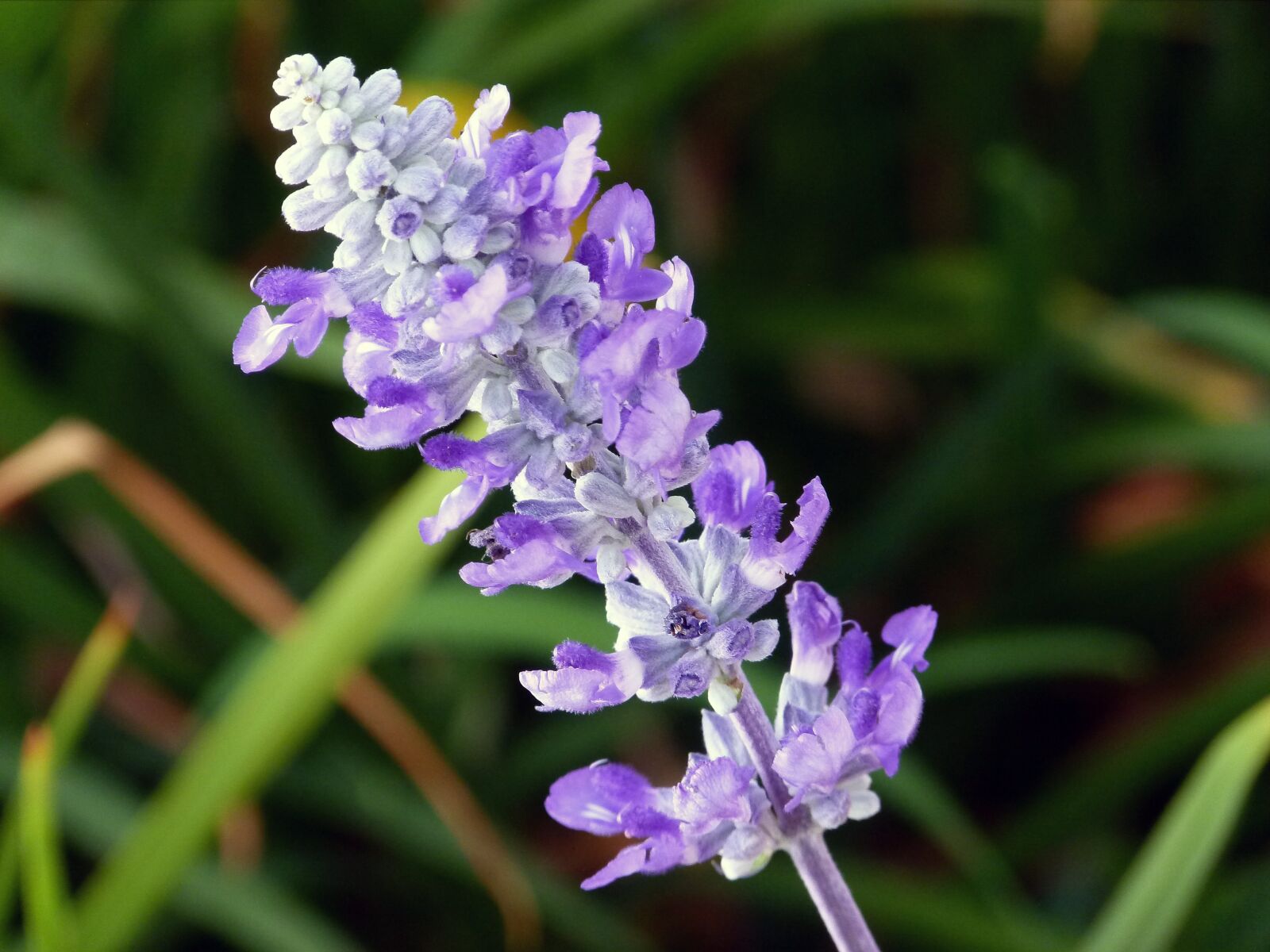 Panasonic Lumix DMC-FZ100 sample photo. Flower, purple, garden photography