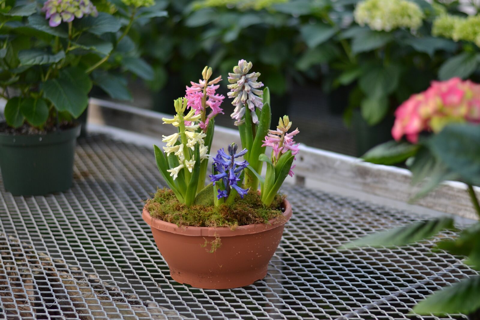 Nikon D3100 sample photo. Hyacinth, pastel, flowers photography
