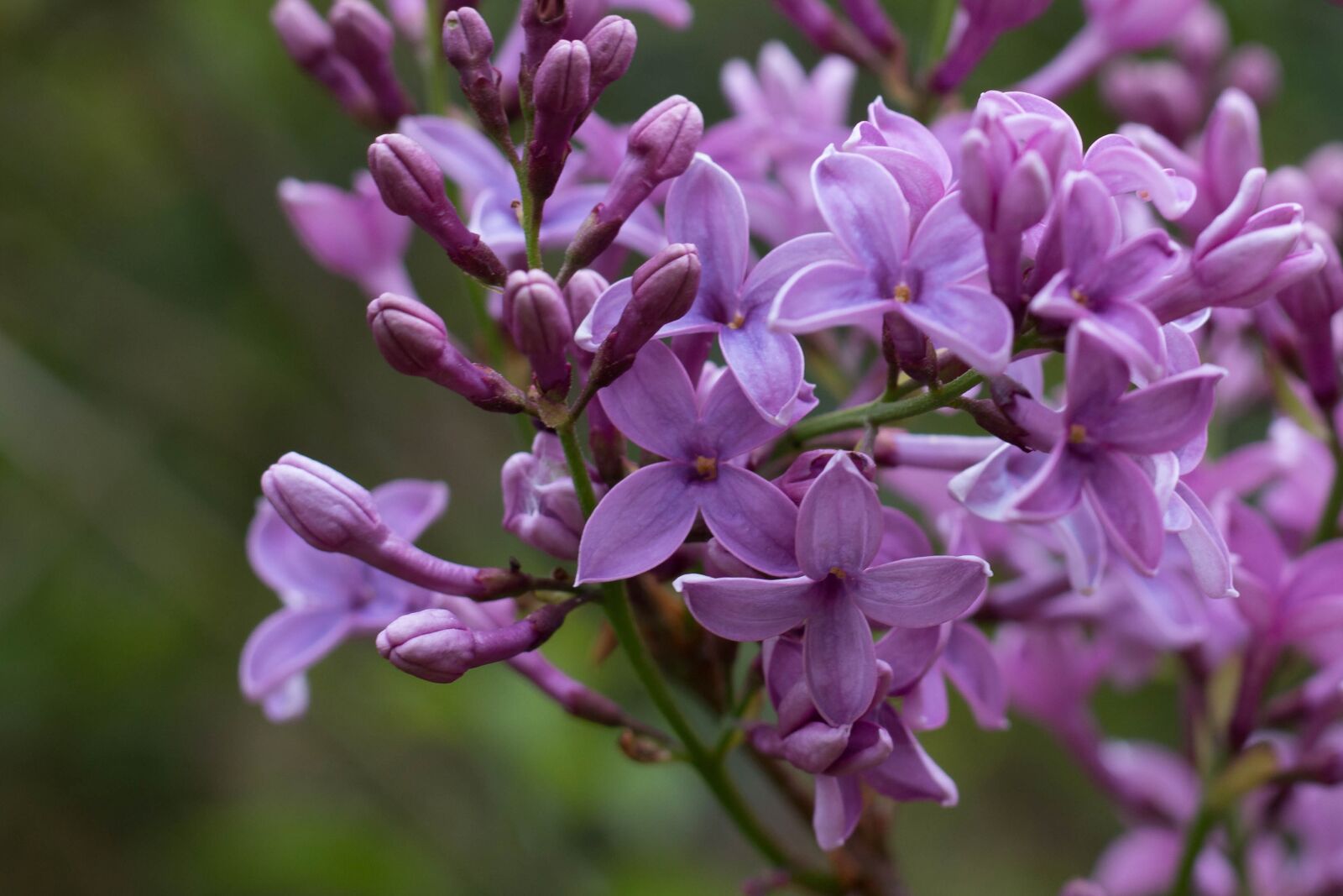 Canon EOS 70D sample photo. Flower, lilac, spring photography