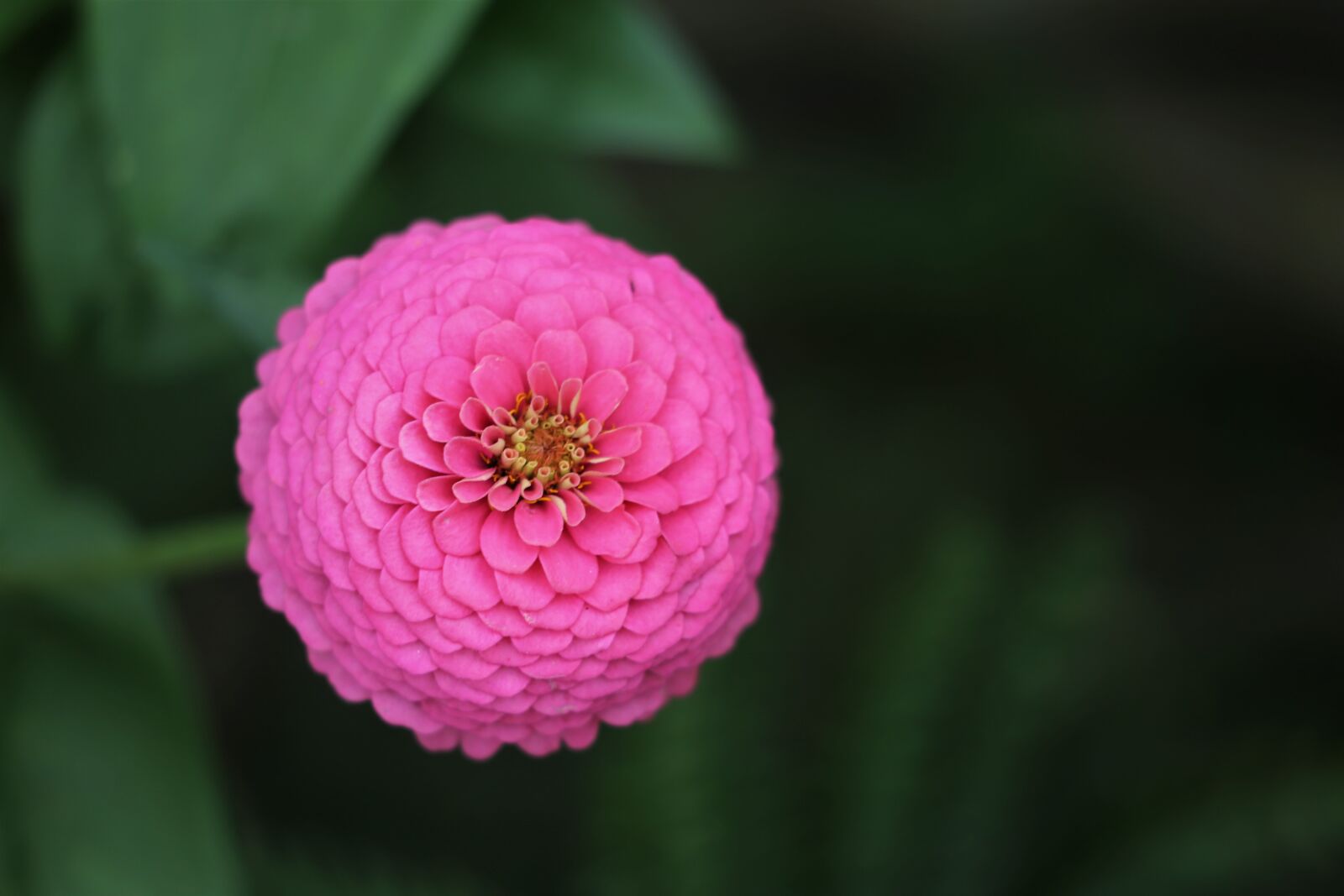 Canon EF 70-300 F4-5.6 IS II USM sample photo. Pink zinnia, blooming, flower photography