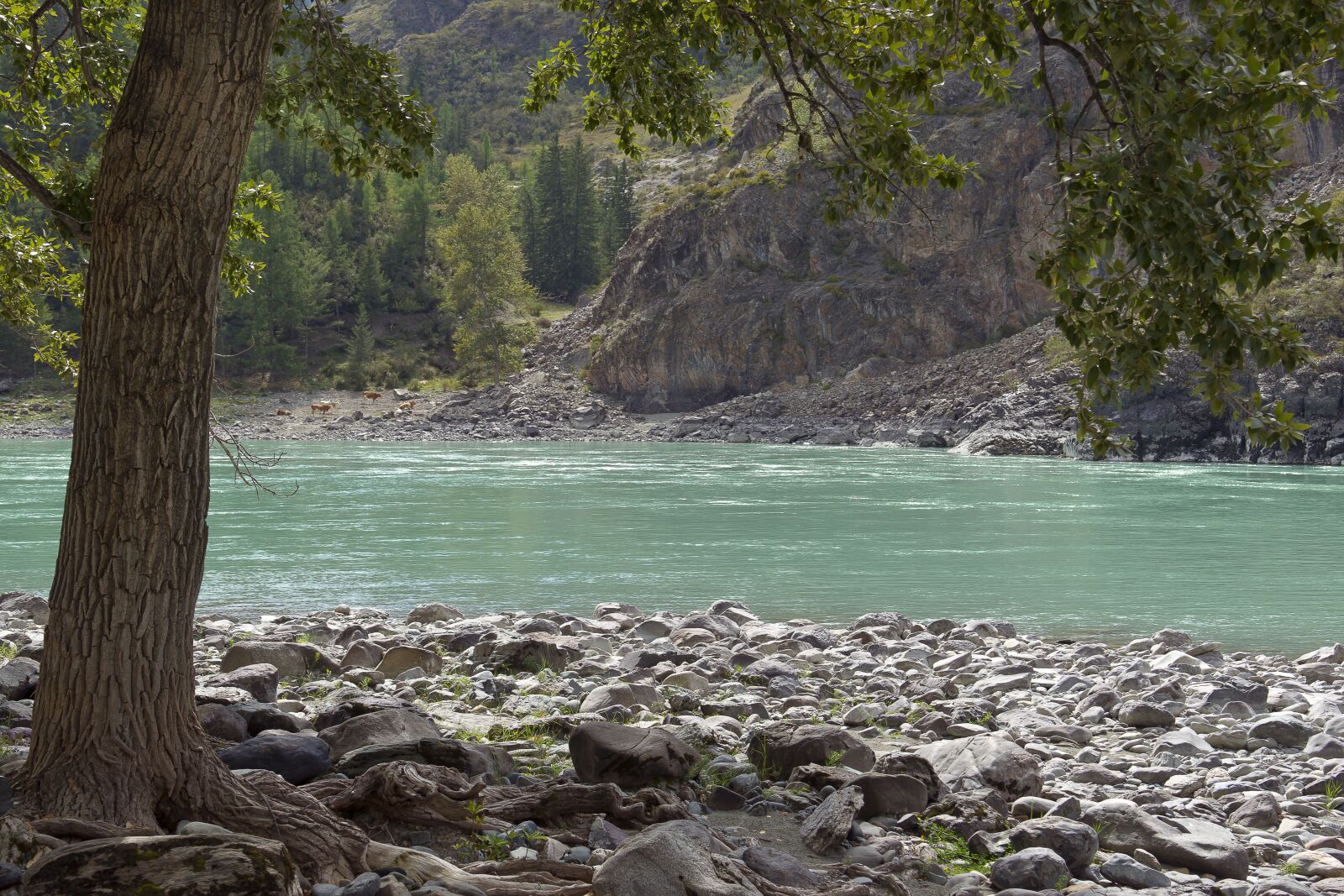 Sony Alpha DSLR-A850 sample photo. Katun river, tree, landscape photography