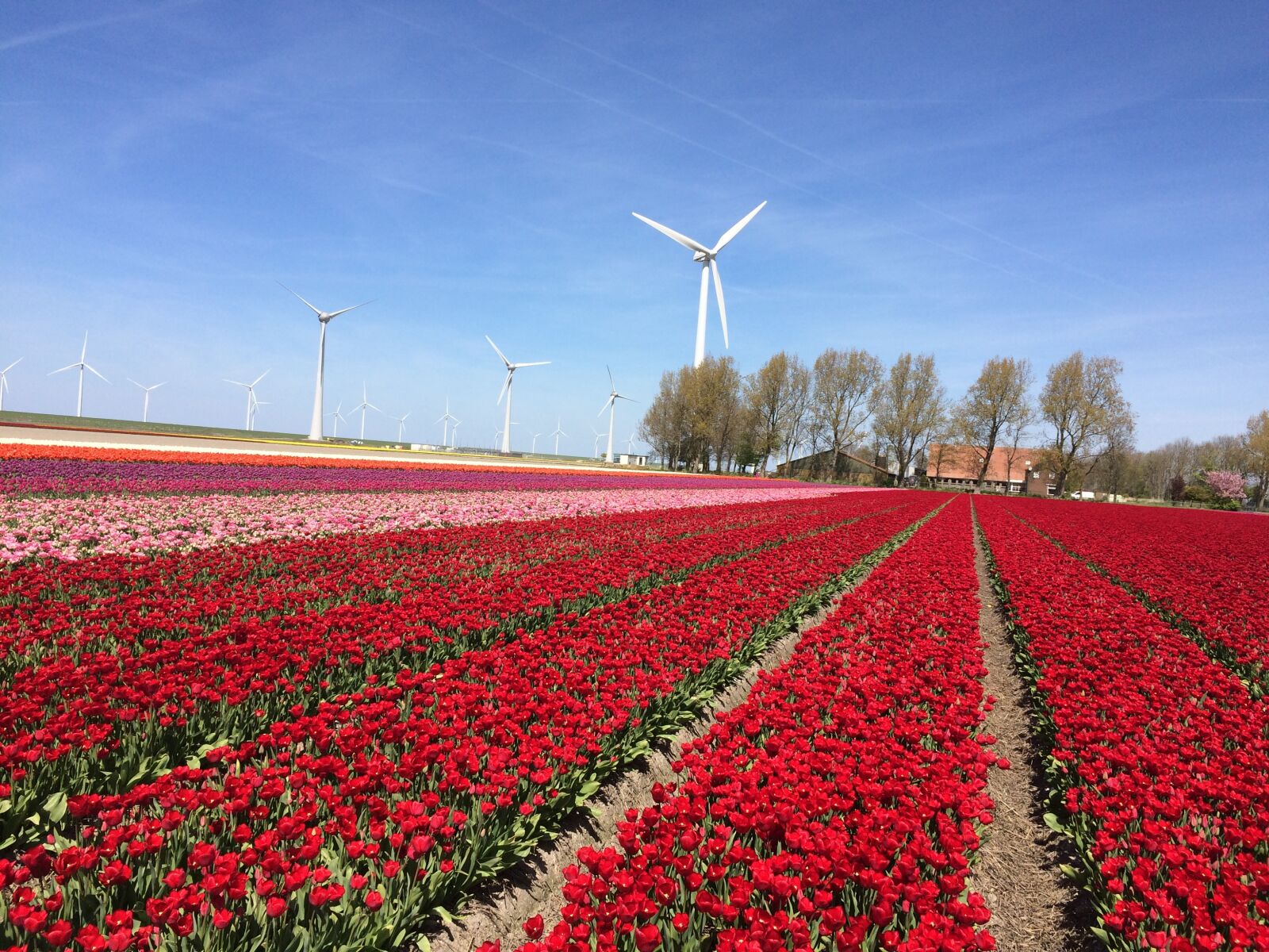 iPhone 5s back camera 4.15mm f/2.2 sample photo. Tulip, tulips, netherlands photography