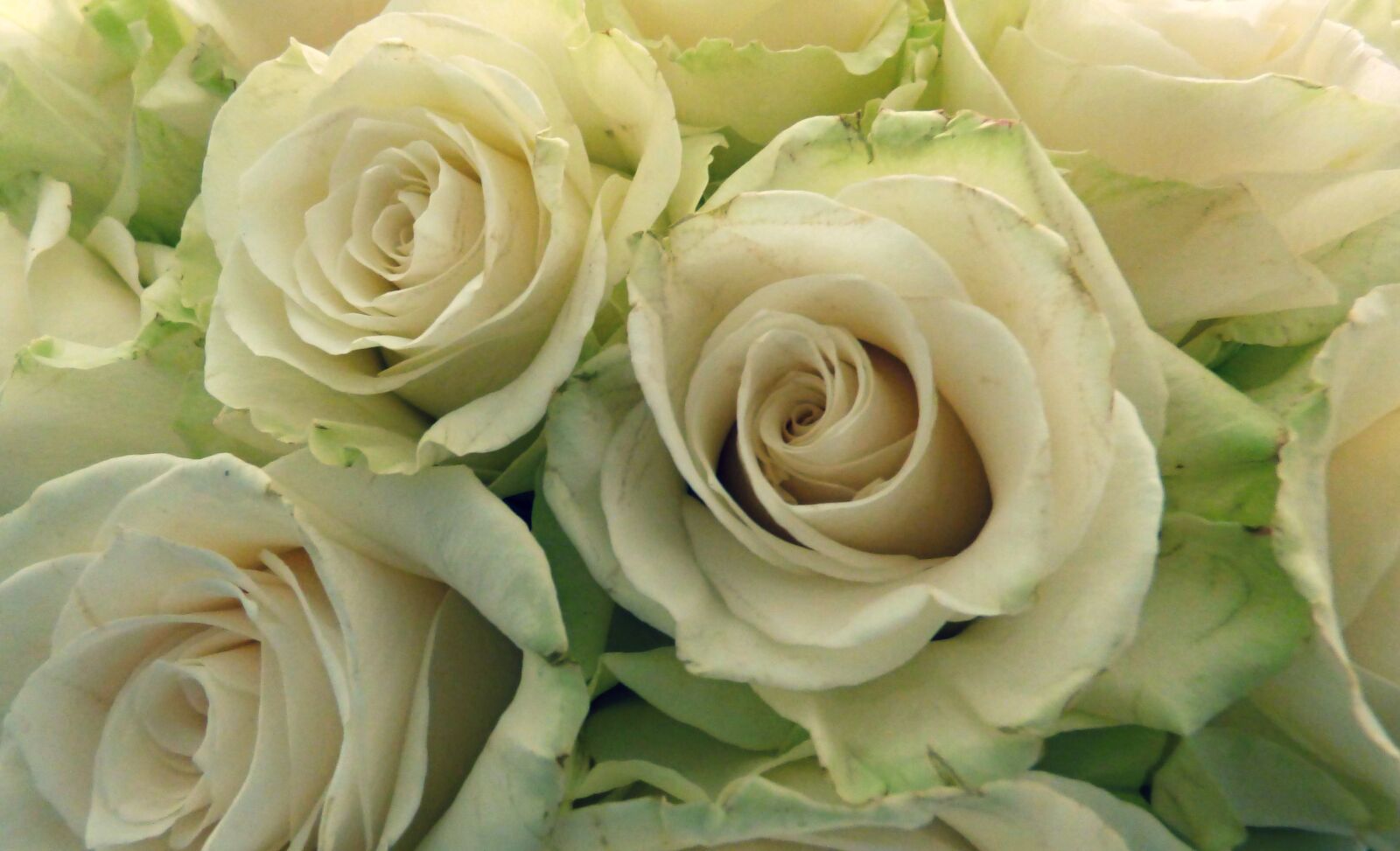 Panasonic DMC-FZ72 sample photo. Roses, bouquet, flowers photography