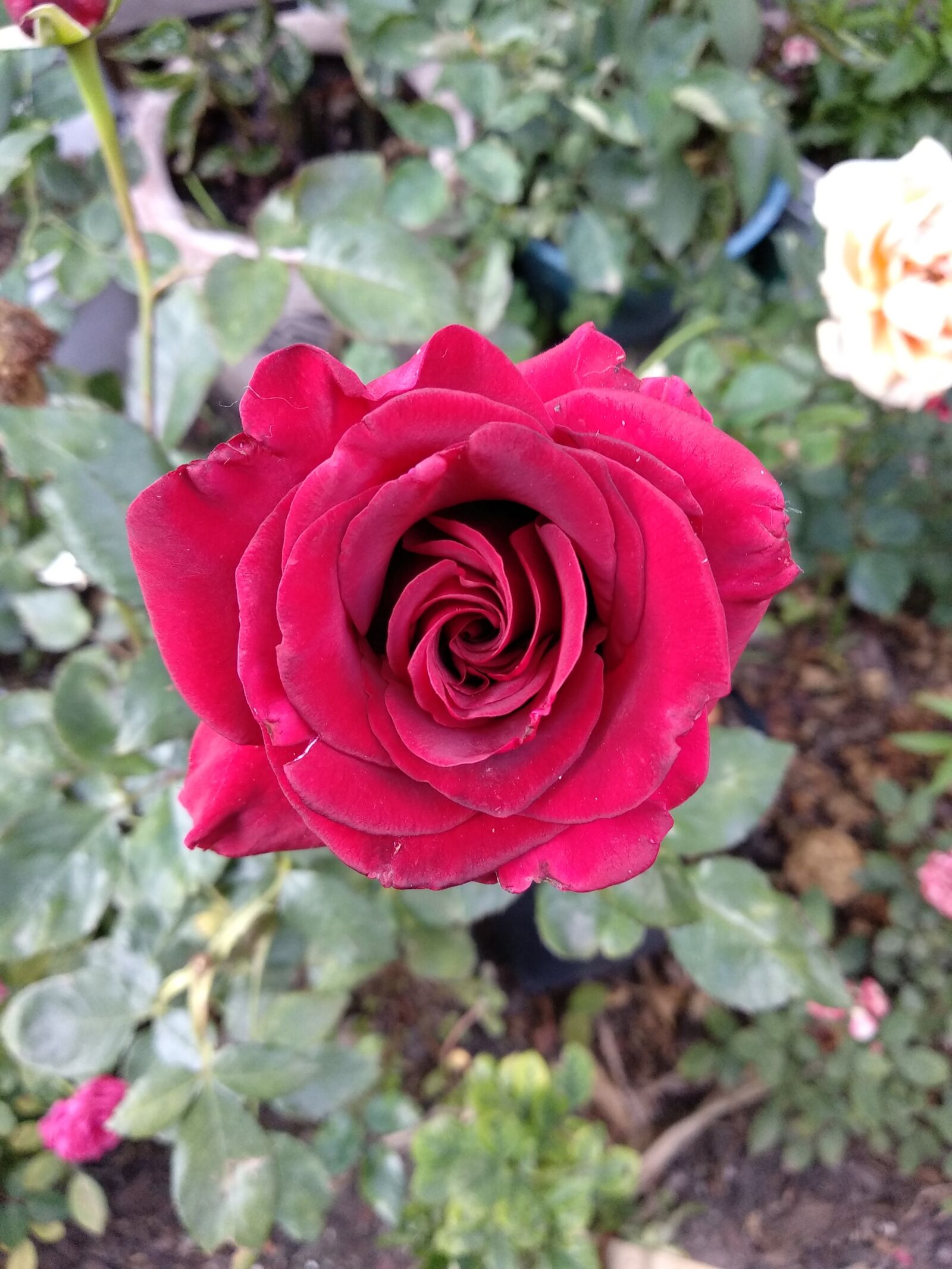 Xiaomi Mi A1 sample photo. Flower, garden photography