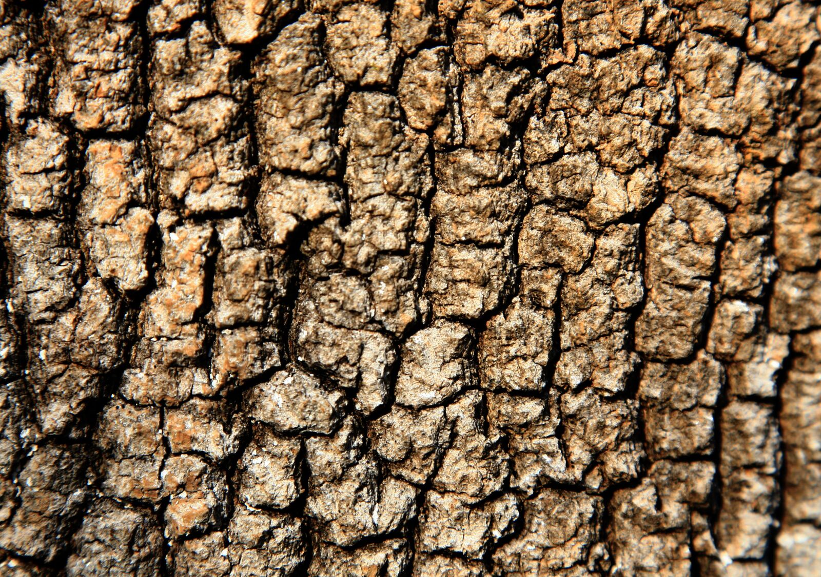 Canon EOS 5D sample photo. Tree, shell, texture photography