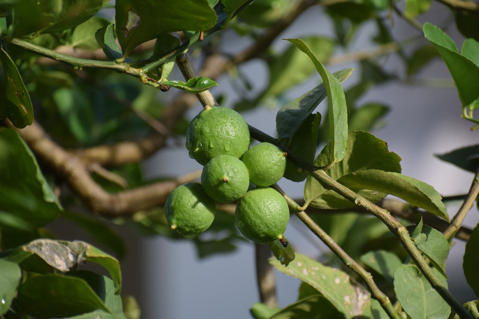 Nikon D3300 sample photo. Raw, oranges, food photography