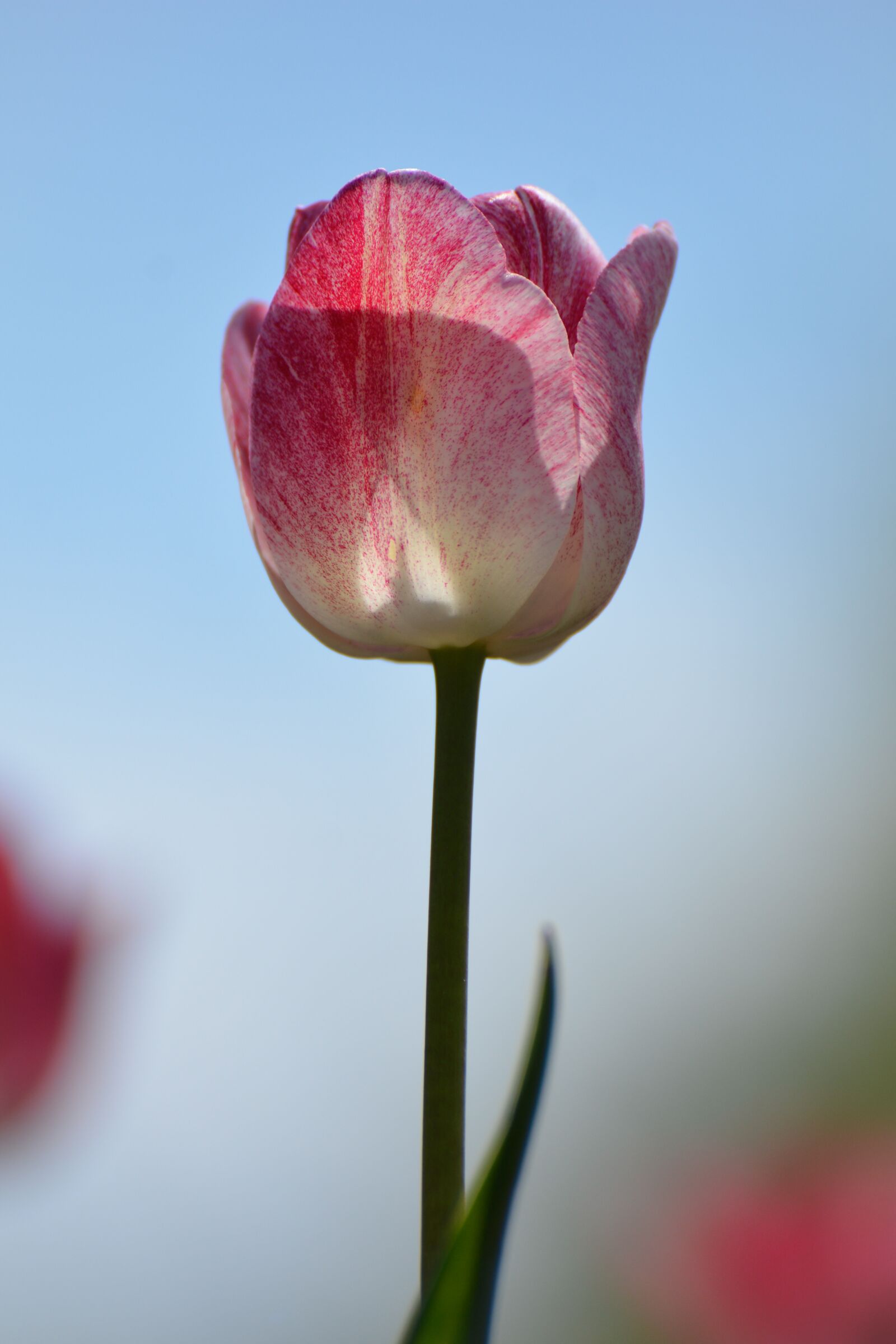 Nikon D7100 sample photo. Tulips, flower, holland photography