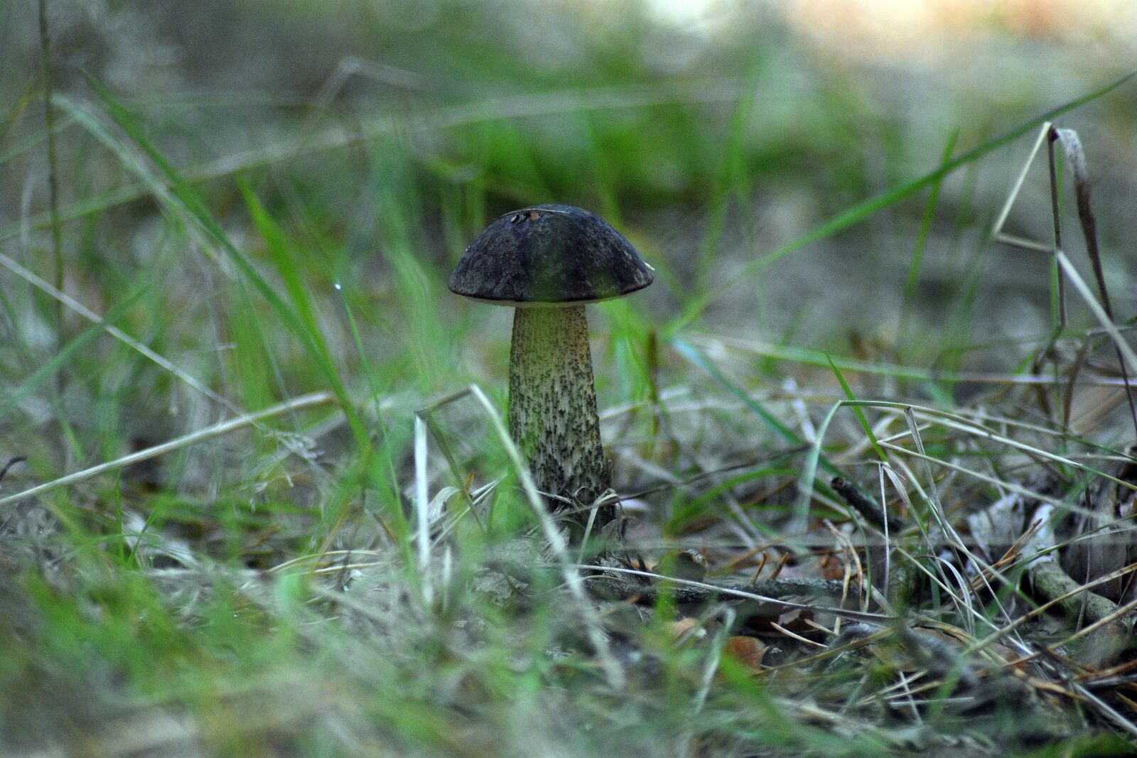 Nikon D3400 sample photo. Mushrooms, forest, moss photography