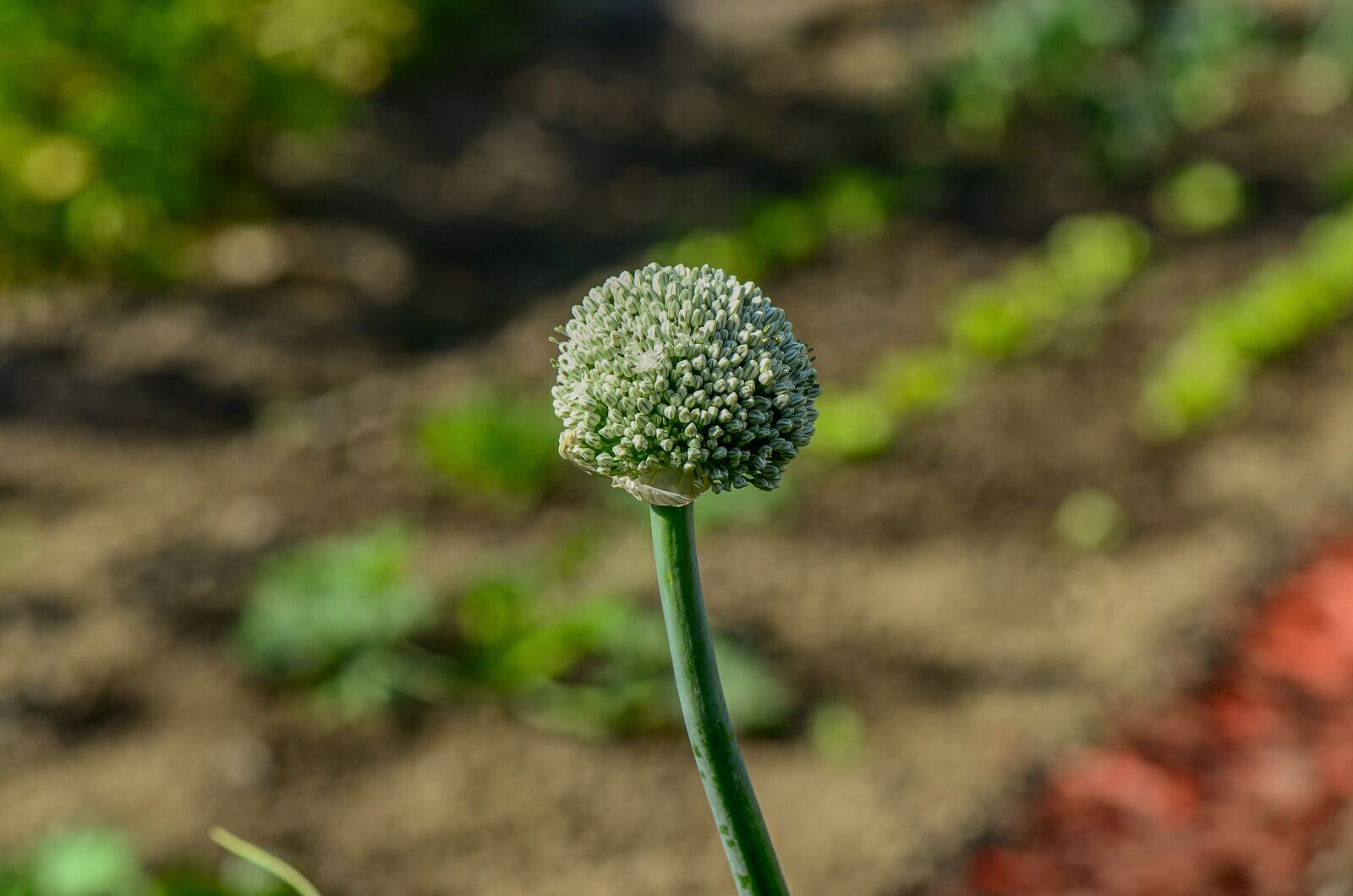 Nikon D7000 sample photo. Onion blossom, garden, bud photography