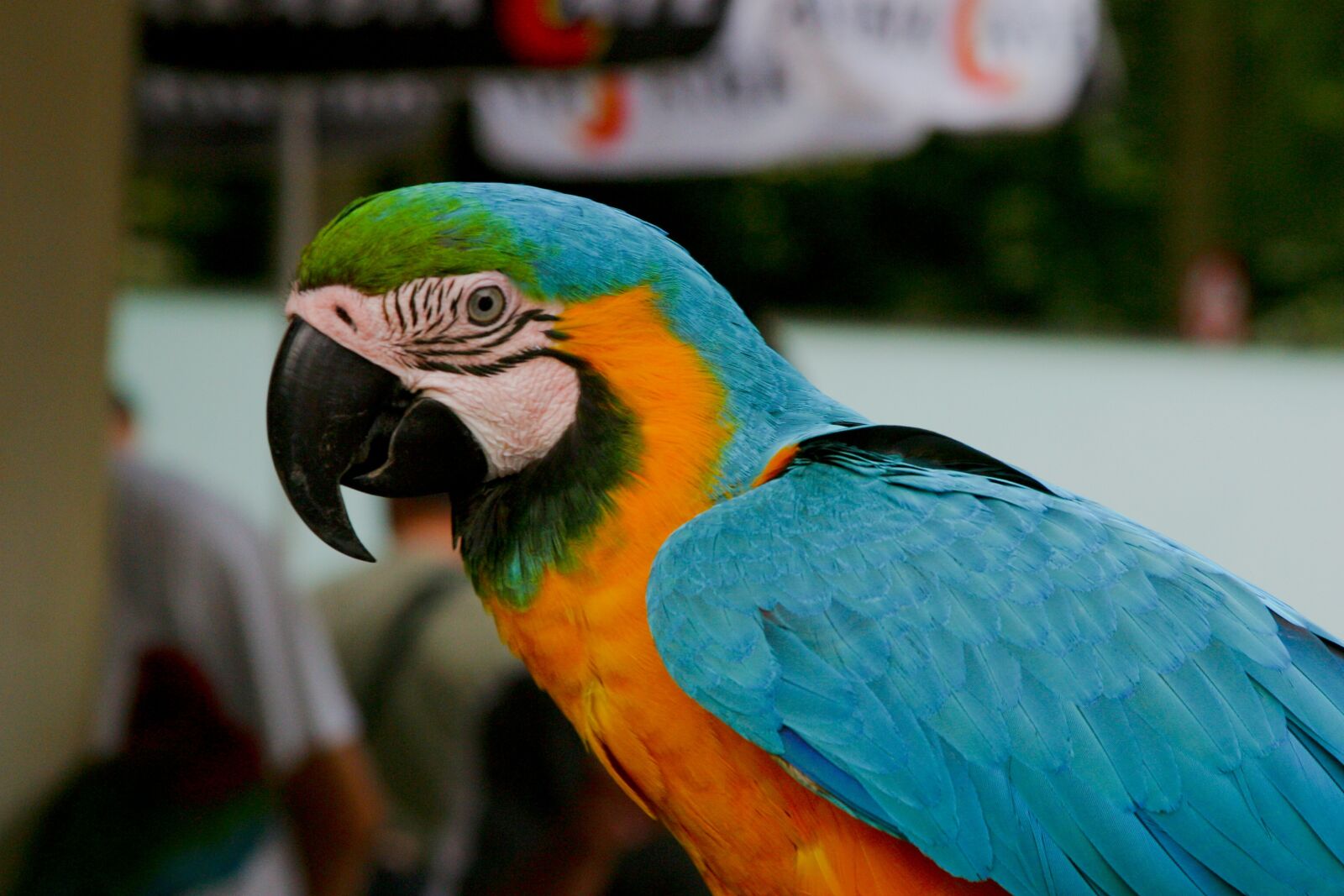 Canon EOS D60 sample photo. Bird, parrot, animal world photography