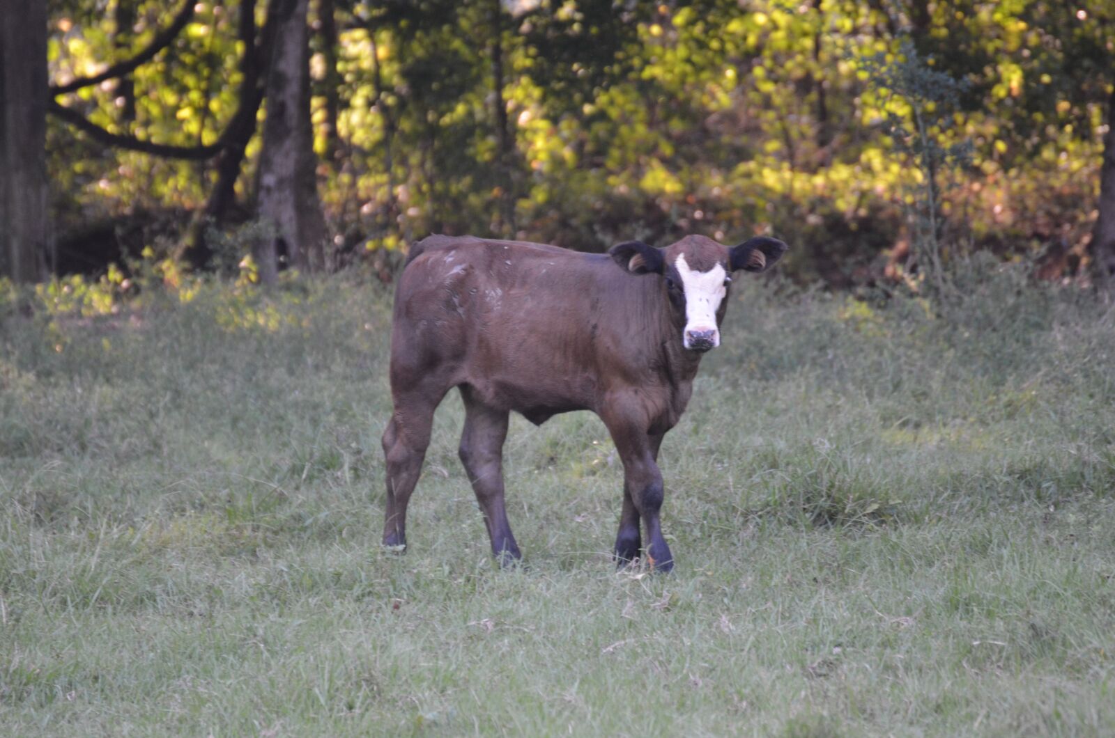 Nikon D7000 sample photo. Calf, cow, farm photography