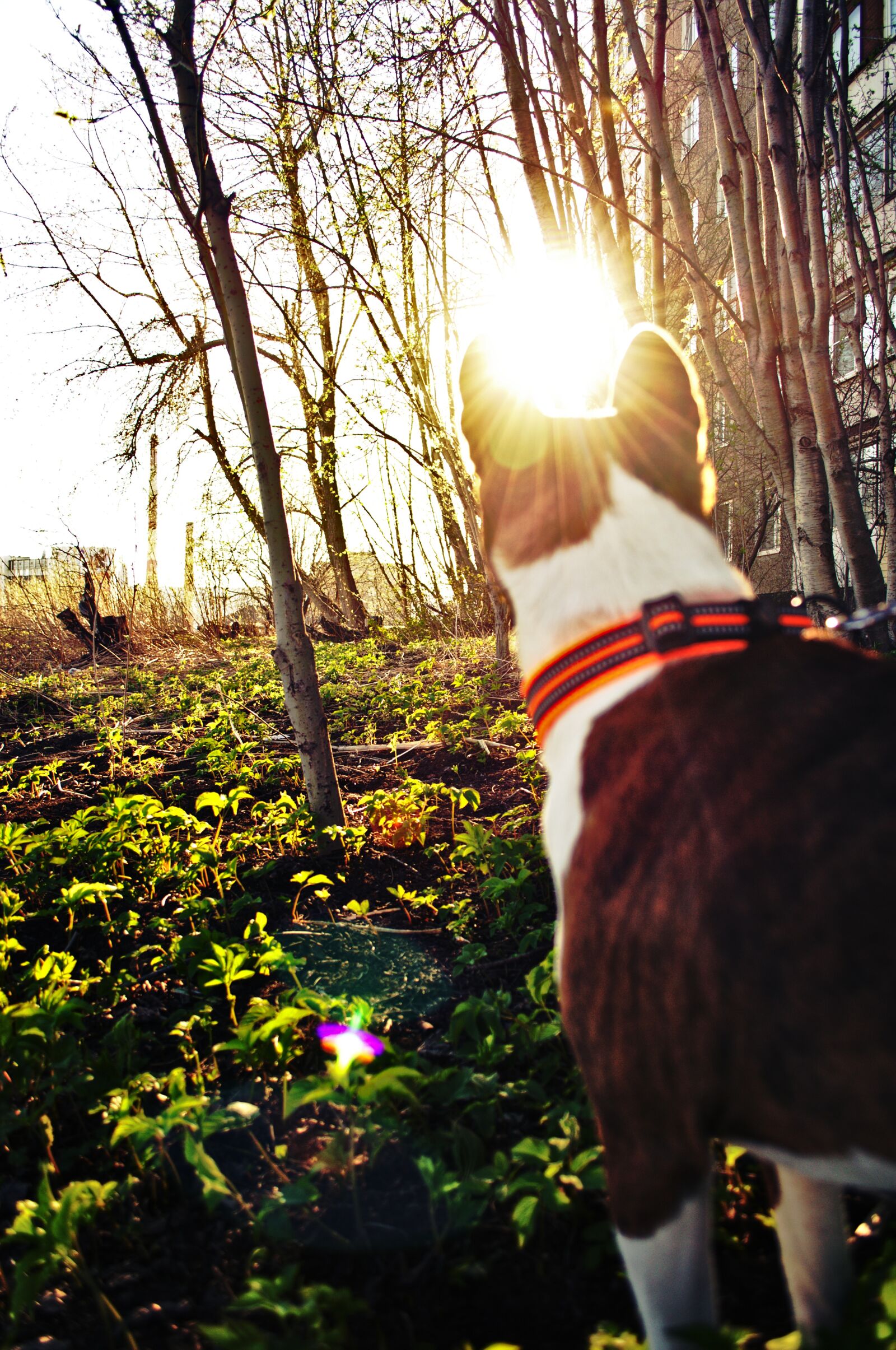 Nikon D3100 sample photo. Basenji, sunlight, dog photography