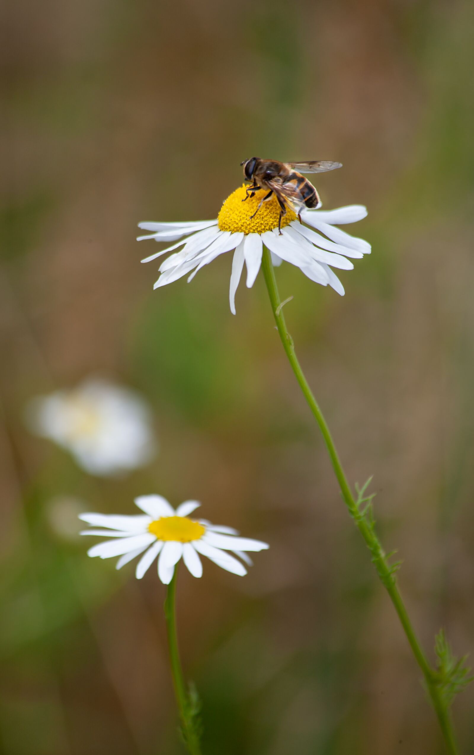 Canon EOS-1Ds Mark II sample photo. Chamomile, bee, pollination photography