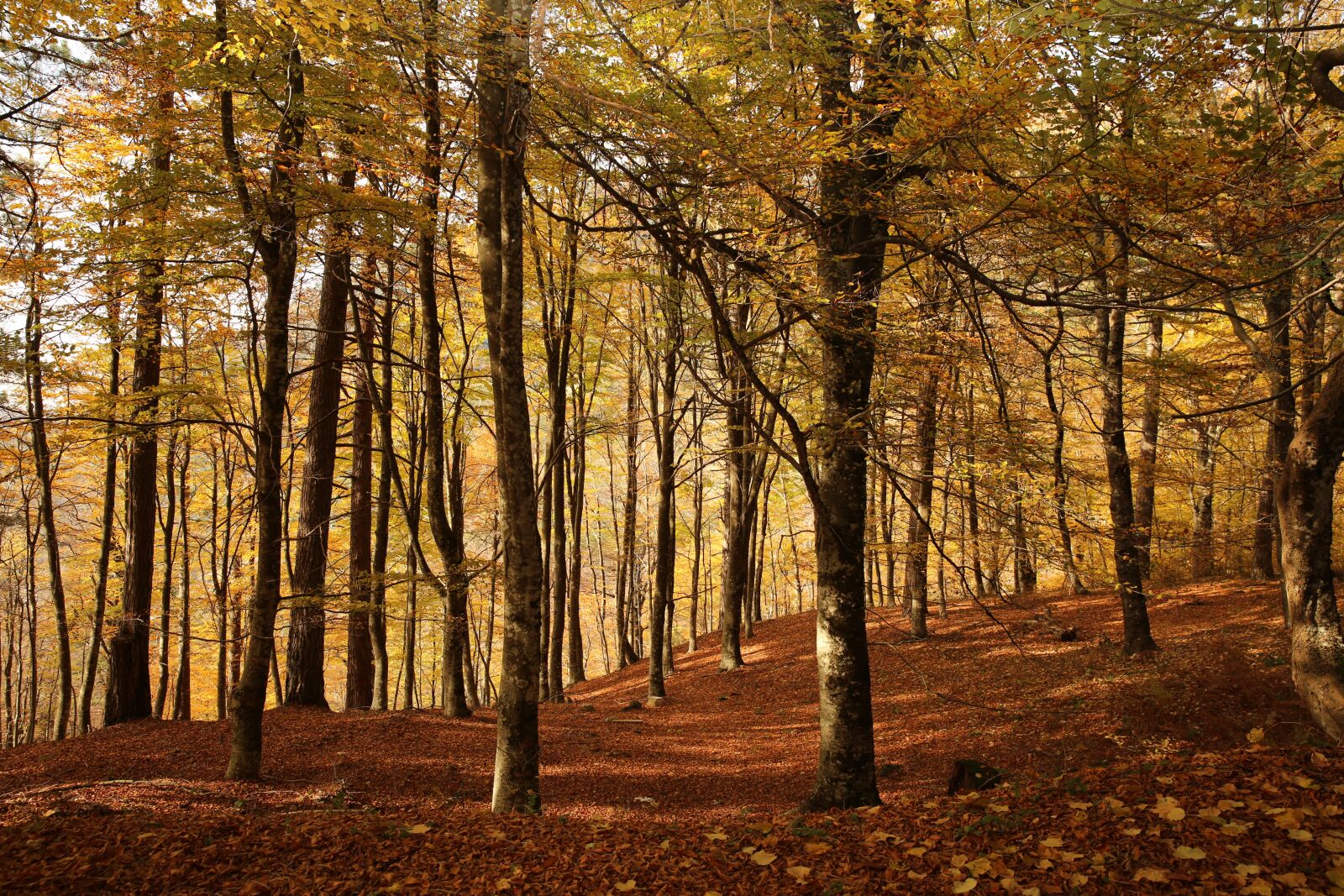 Canon EF 24-70mm F2.8L II USM sample photo. Autumn, leaves, trees photography