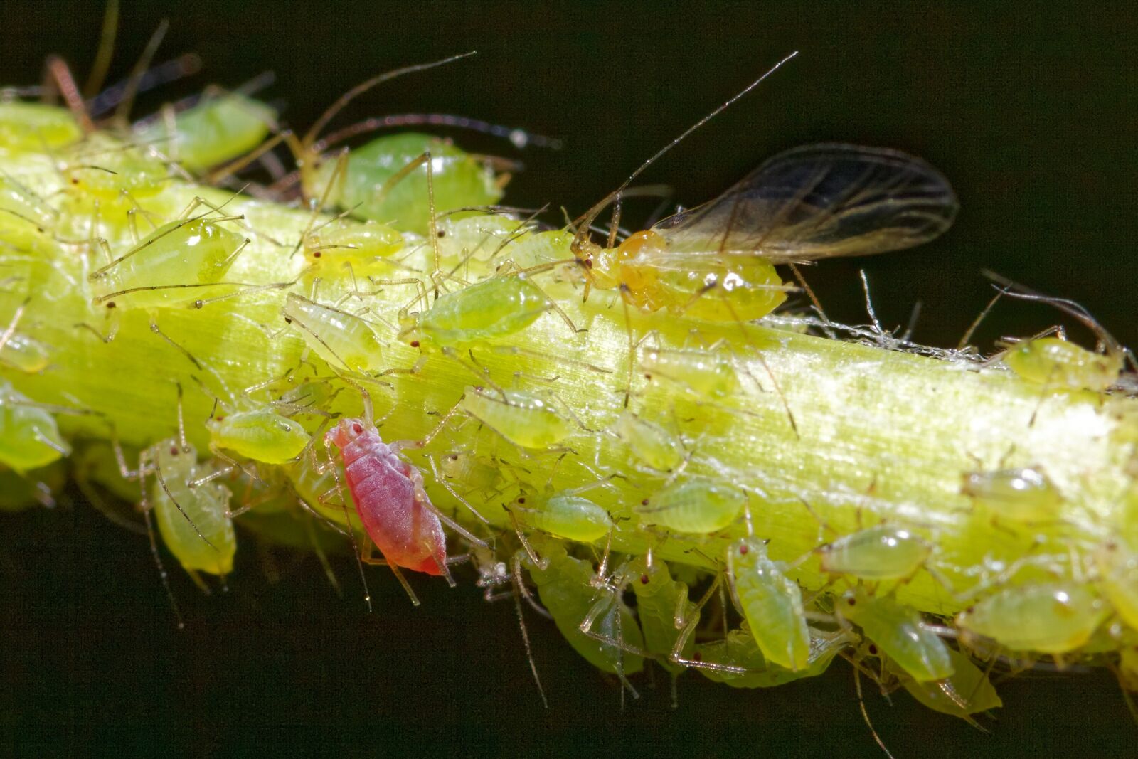 Canon EOS 5D Mark II sample photo. Aphid, insects, greenfly photography