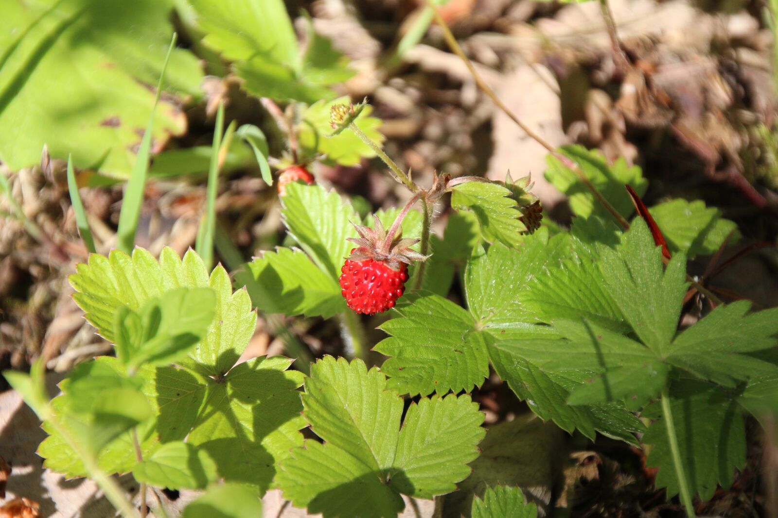 Canon EOS 1200D (EOS Rebel T5 / EOS Kiss X70 / EOS Hi) sample photo. Strawberry, red, wild strawberry photography