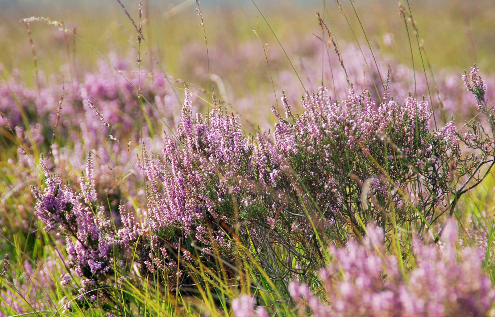 Nikon D50 sample photo. Nature, field, plant photography