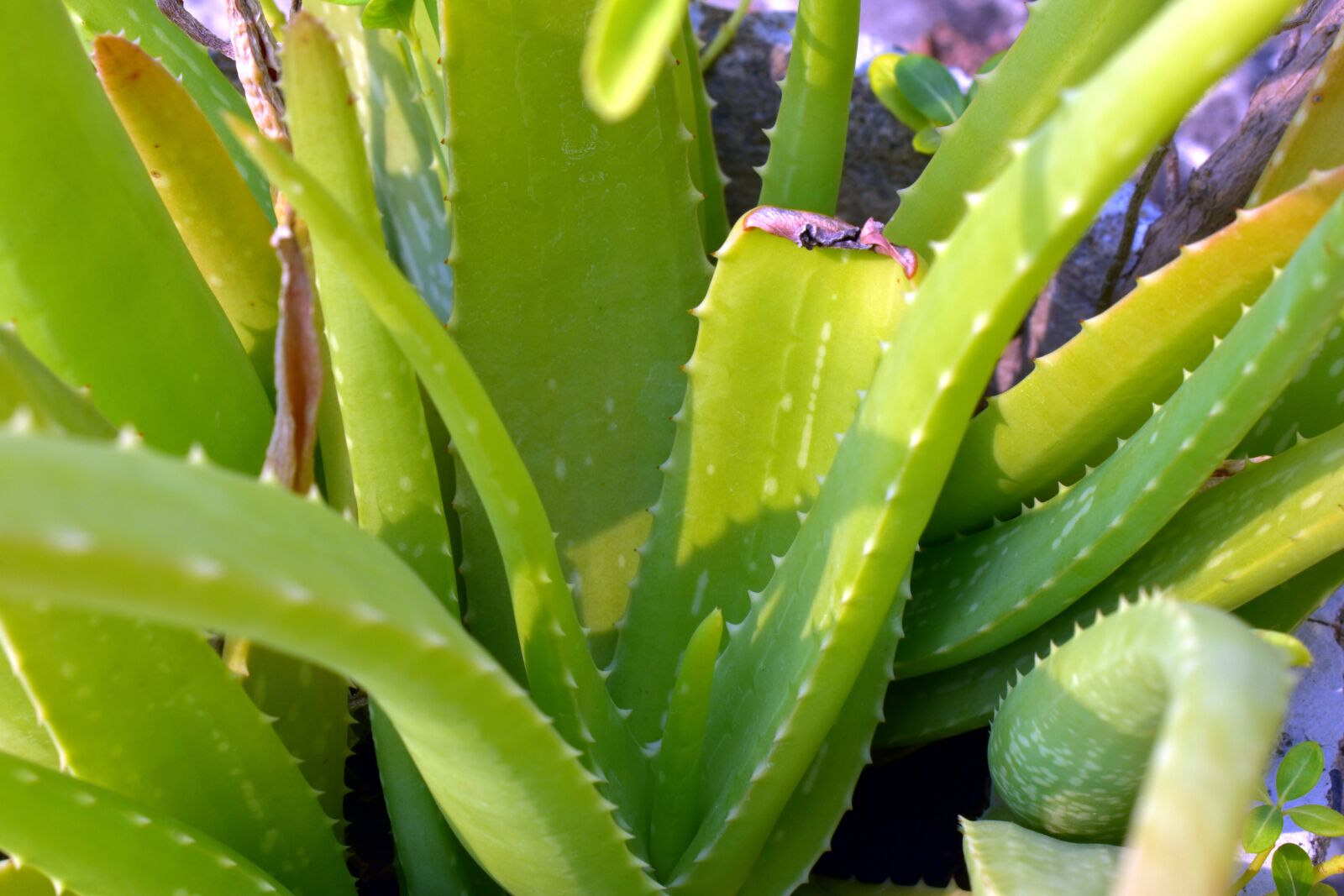 Nikon D5600 sample photo. Aloe vera, plant, herbal photography