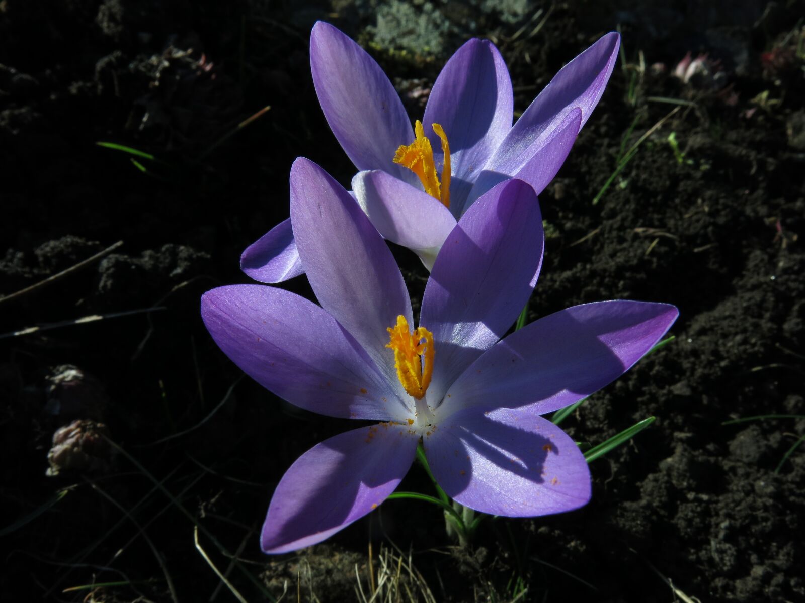 Canon PowerShot G15 sample photo. Crocus, elves-krokus, blossom photography