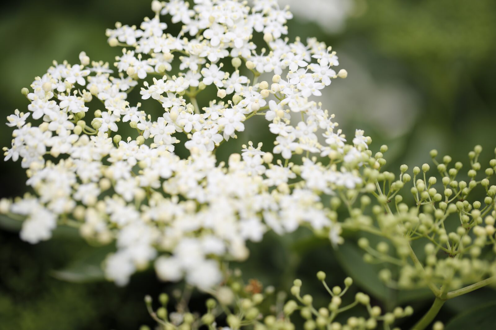 Canon EF 100mm F2.8L Macro IS USM sample photo. Elder, blossom, bloom photography