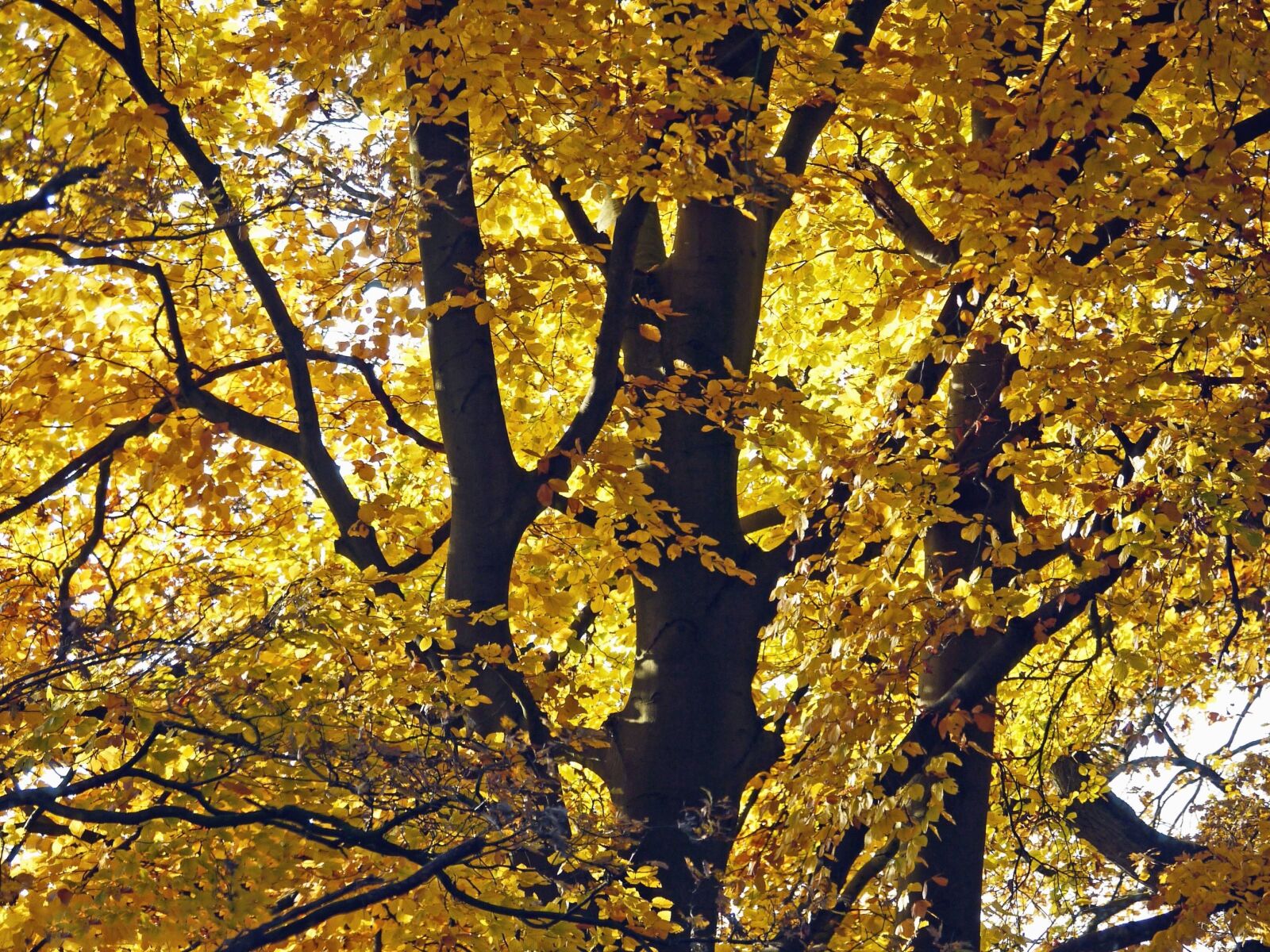 Panasonic Lumix DMC-G1 sample photo. Wood, forest, leaf, treetop photography