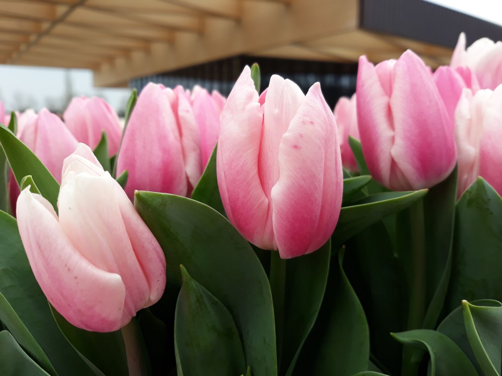 Samsung Galaxy J7 sample photo. Tulip, flower, nature photography