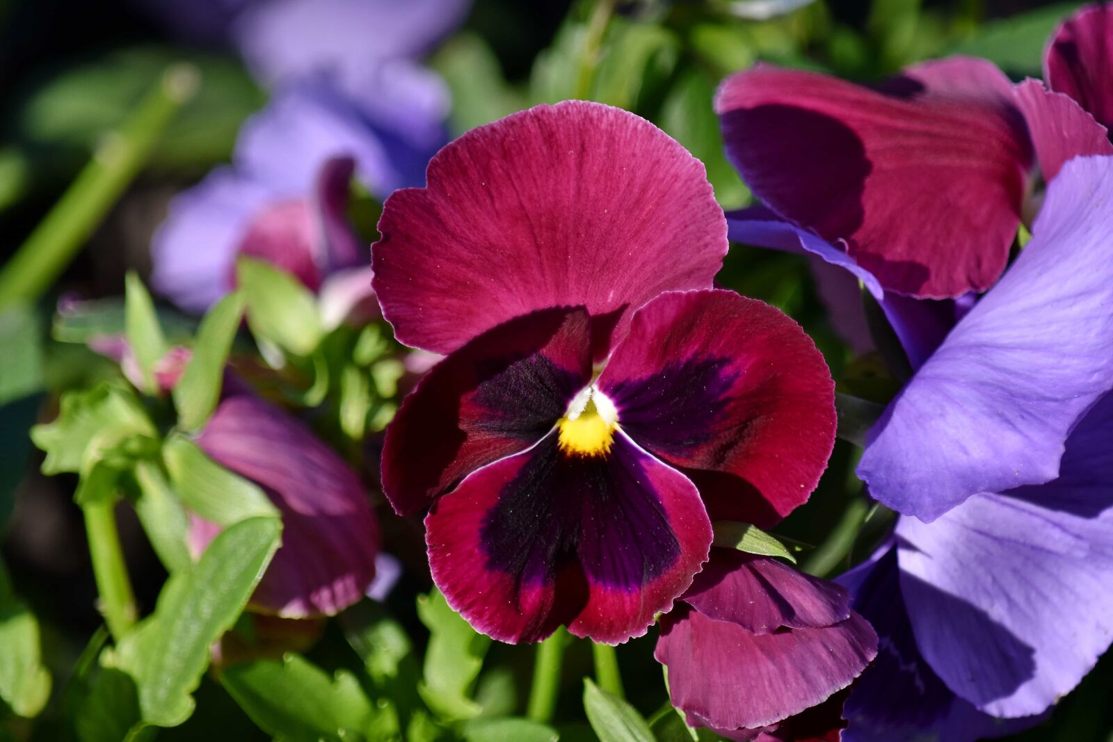 Nikon D5500 sample photo. Nature, flowers, bloom, viola photography