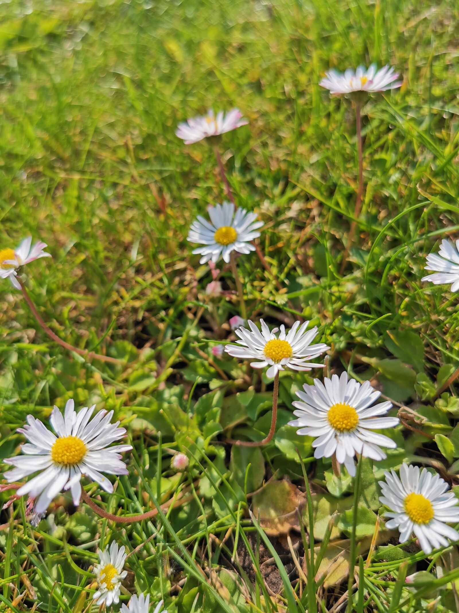 HUAWEI P30 Pro sample photo. Daisy, nature, grass photography