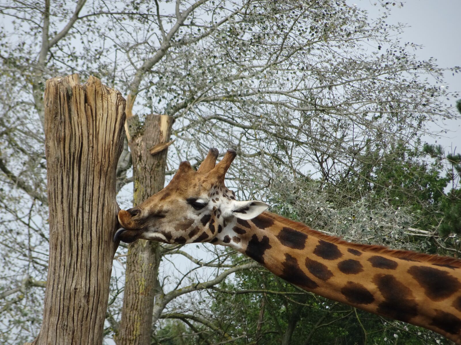 Sony DSC-HX90 sample photo. Giraffe, animal, nature photography