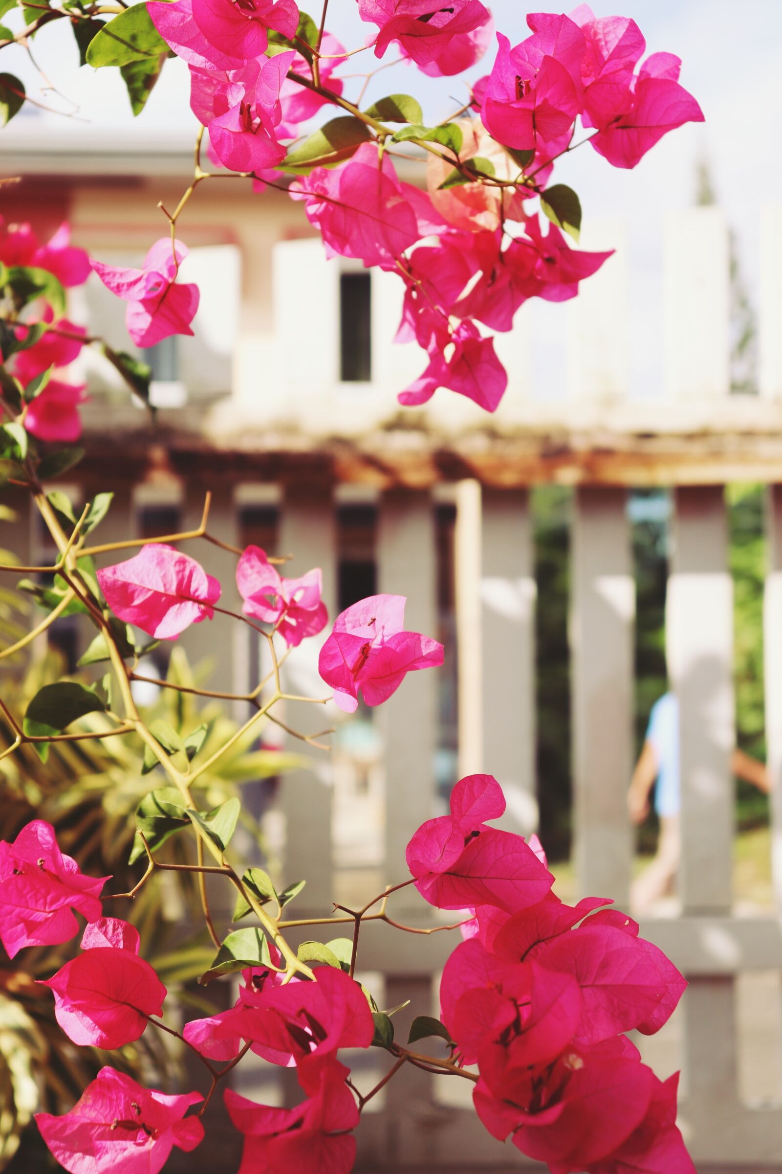 Canon EOS 200D (EOS Rebel SL2 / EOS Kiss X9) sample photo. Flowers, bougainvillea, summer photography