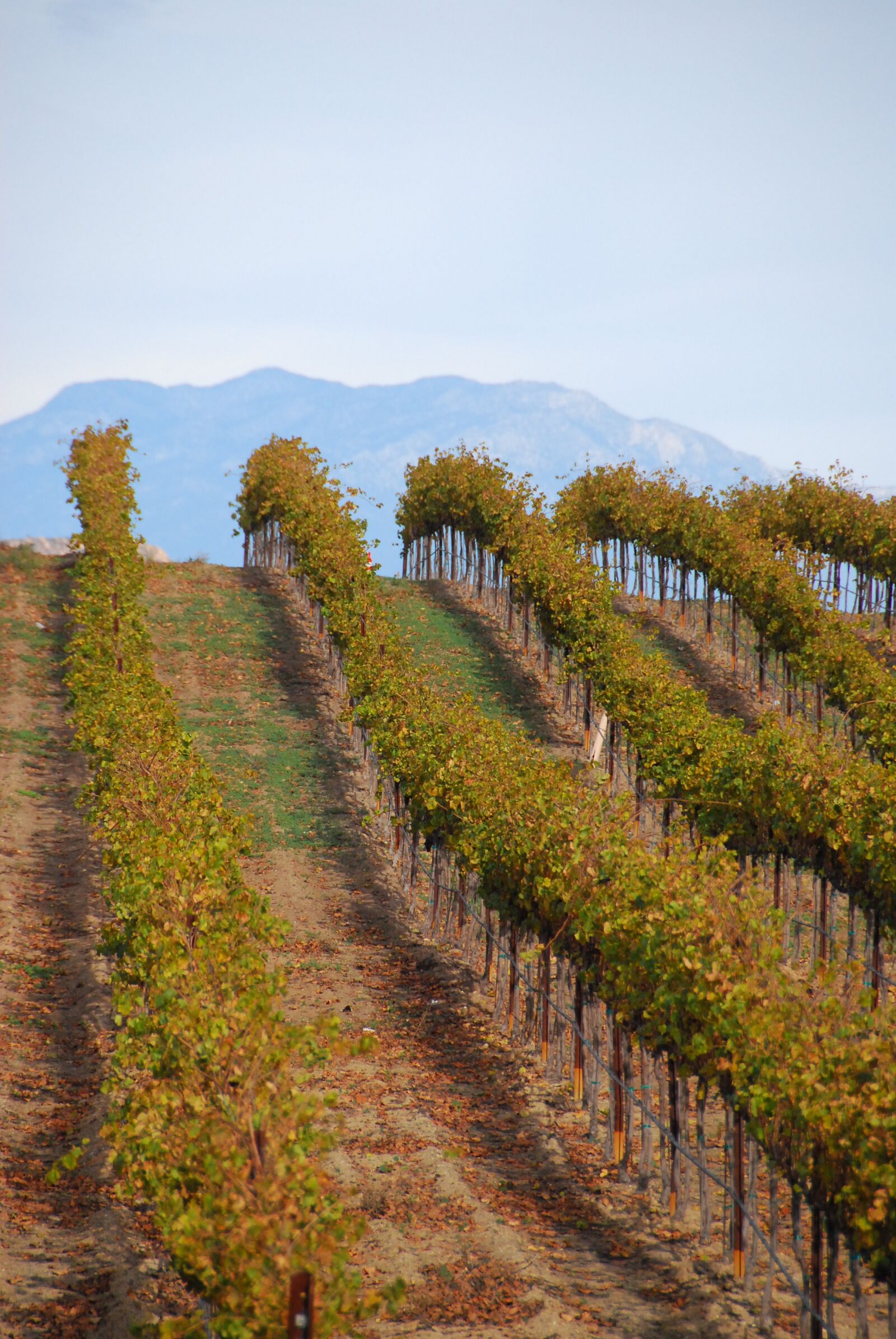 Nikon D60 sample photo. Vineyard, wine, grapes photography