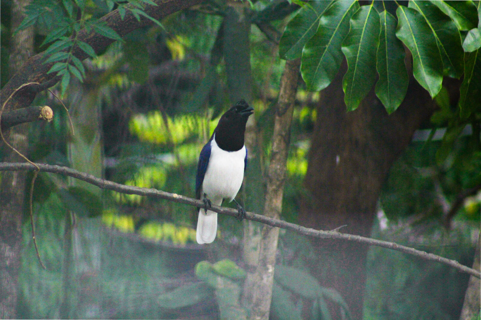 Canon EF 75-300mm f/4-5.6 sample photo