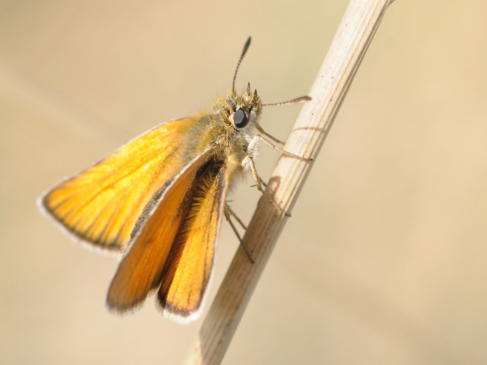 Nikon D300 sample photo. Butterfly, insect, macro photography