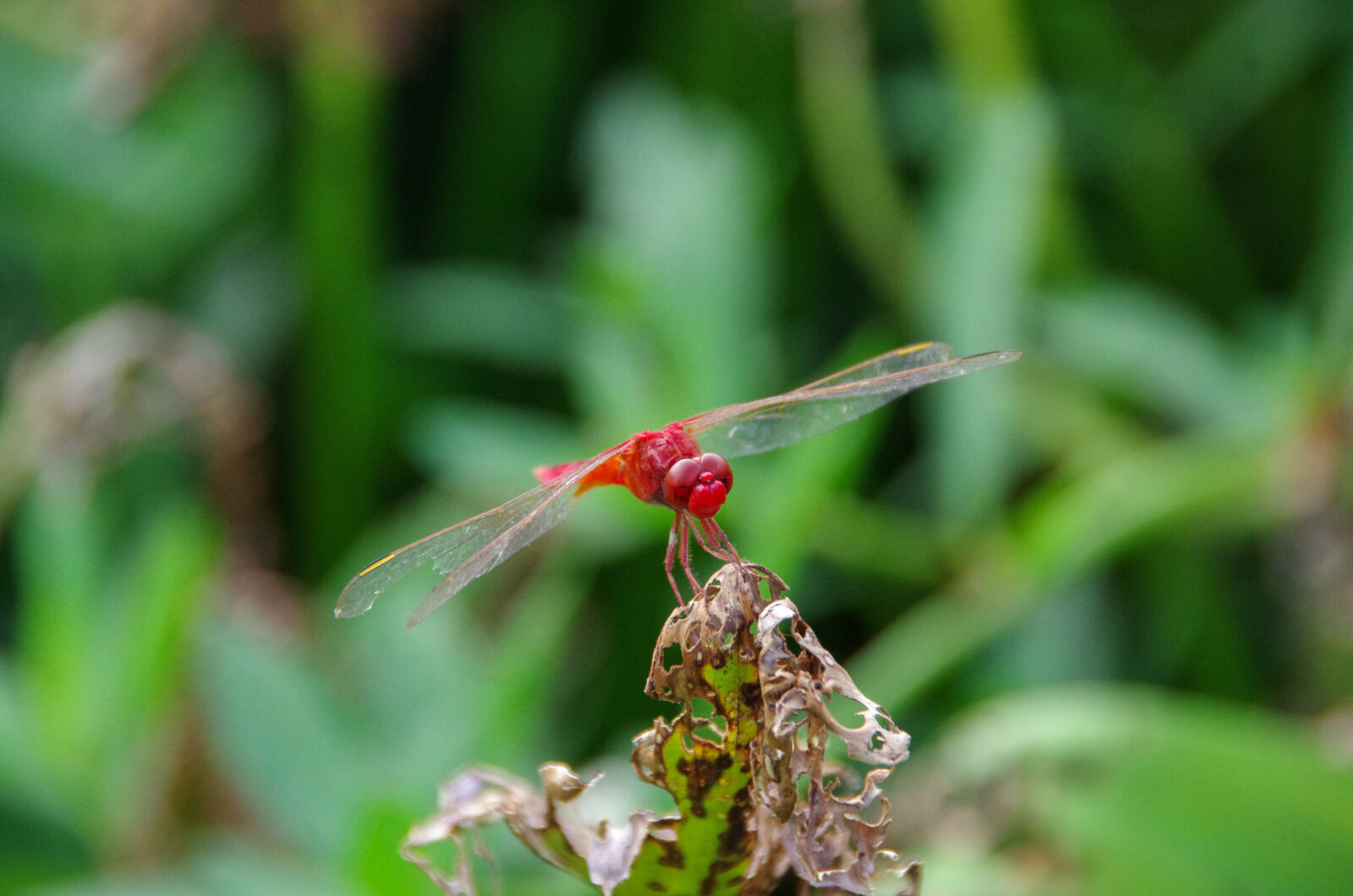 Pentax K-5 sample photo