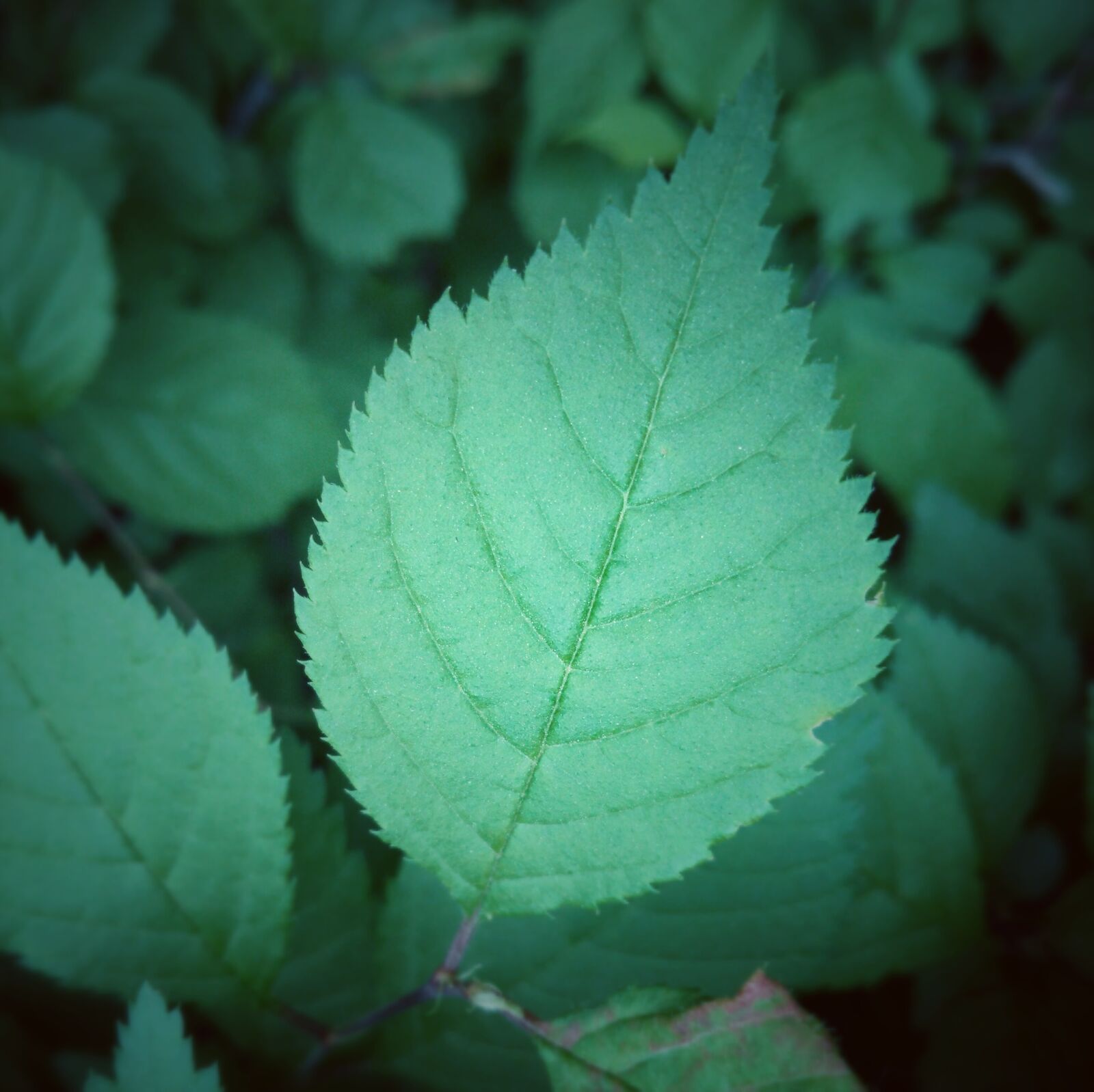 HUAWEI P8 Lite sample photo. The leaves, green, spring photography