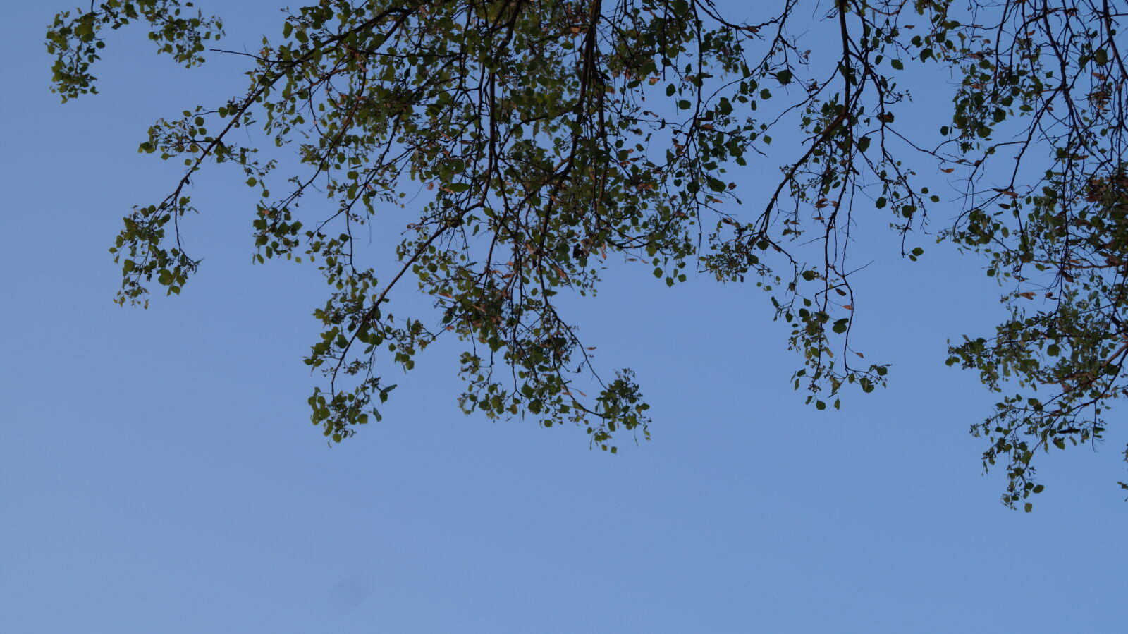 Sony DT 18-55mm F3.5-5.6 SAM II sample photo