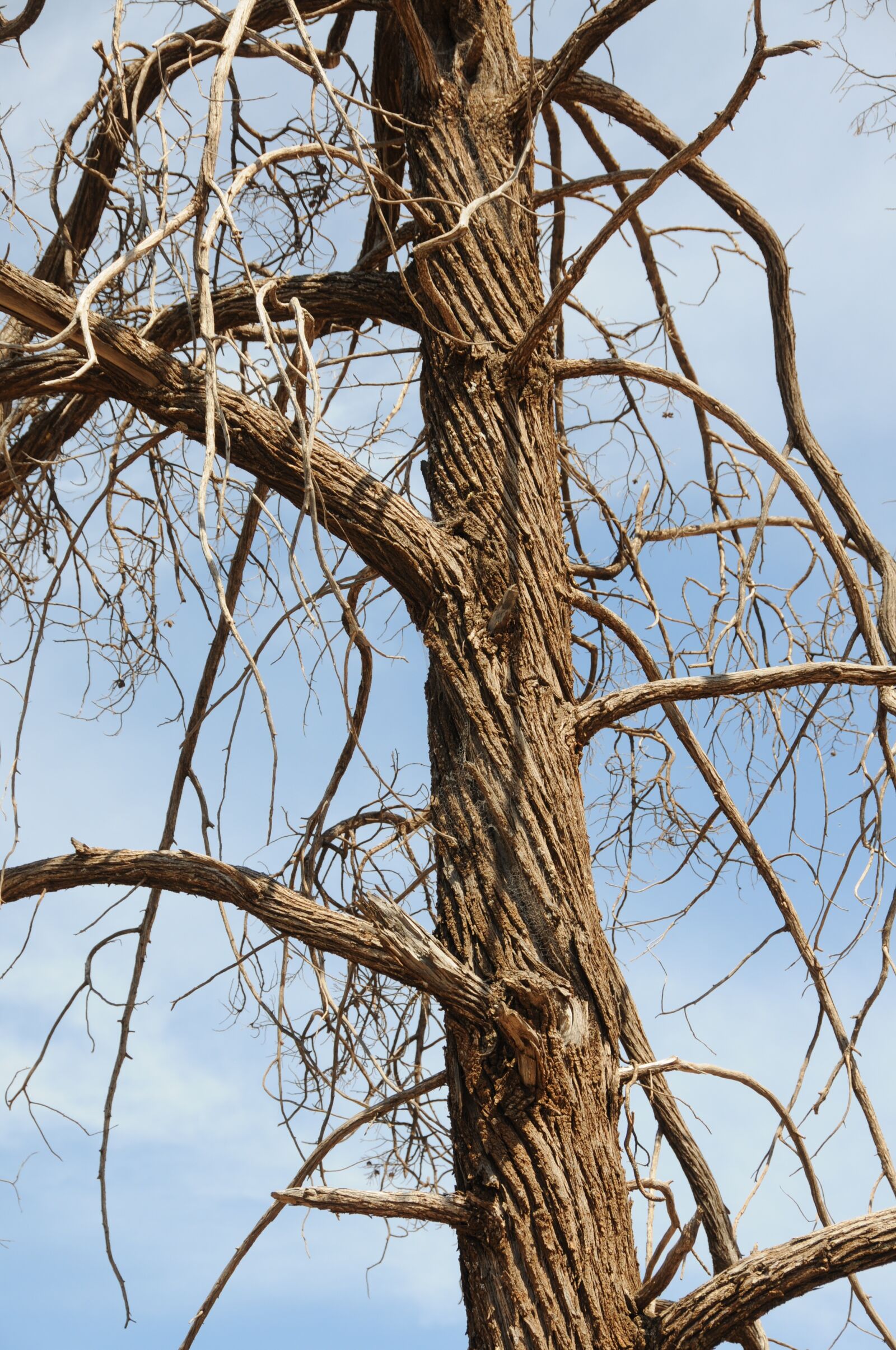 Nikon D300 sample photo. Pine, tree, twisted photography