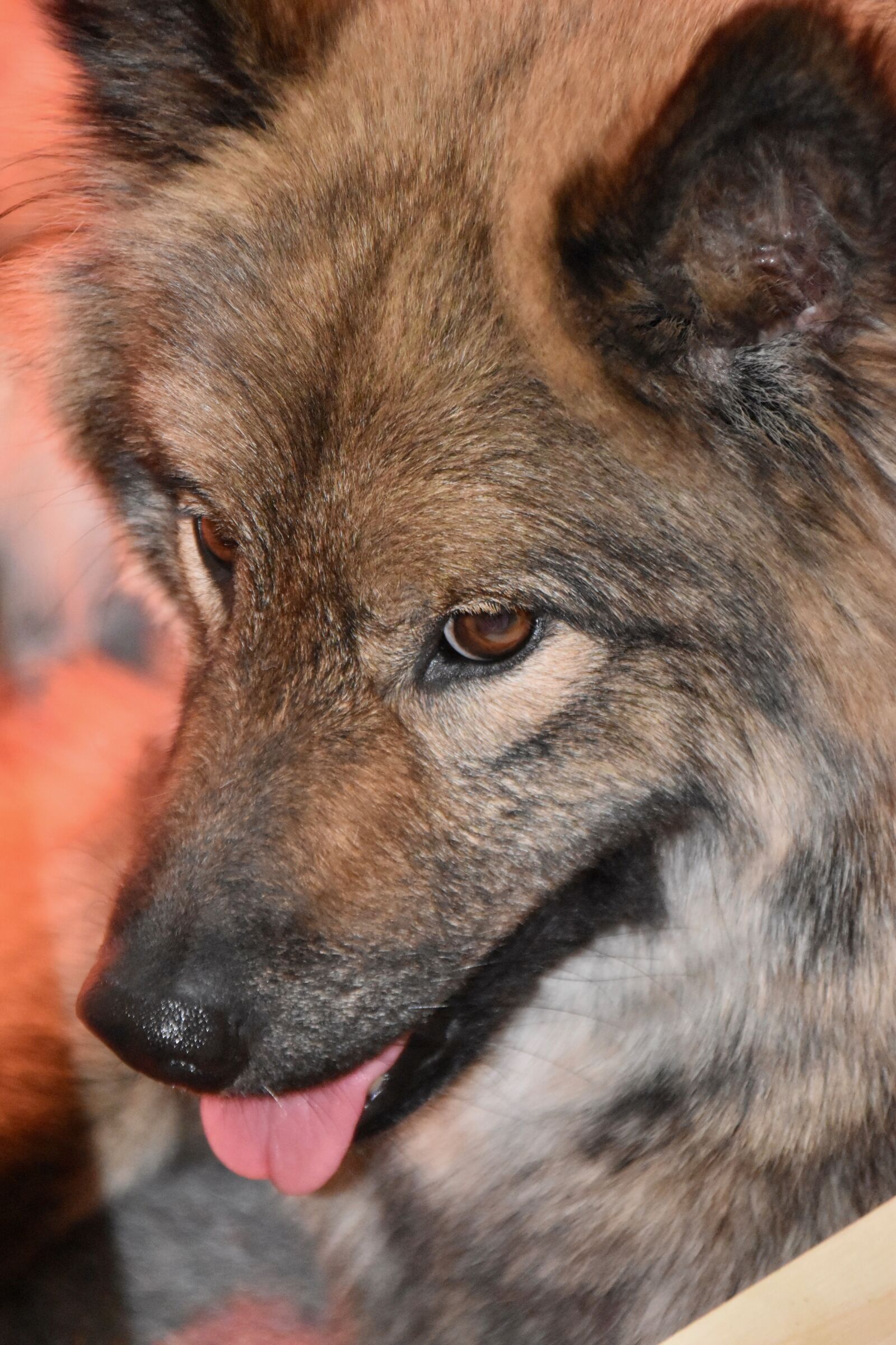 Nikon D5600 sample photo. Dog, bitch, eurasier orlaya photography