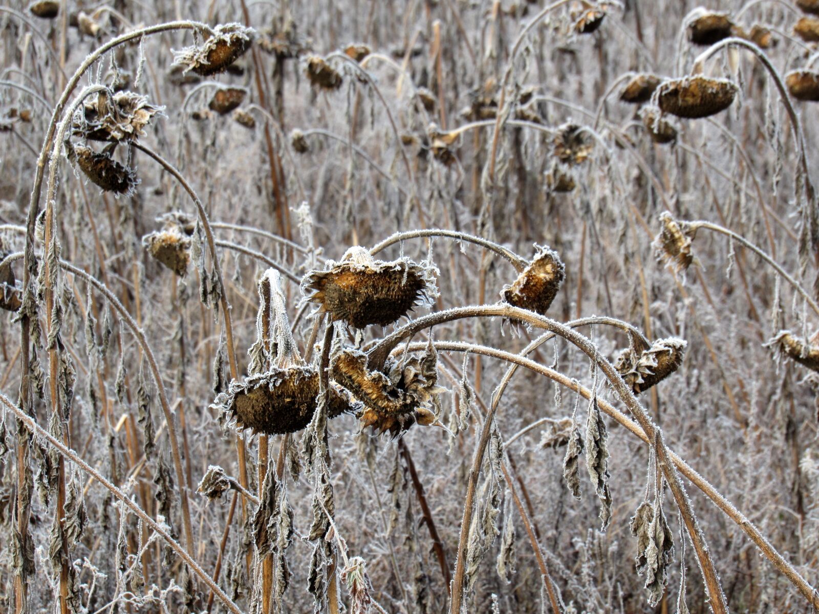 Canon PowerShot SX530 HS sample photo. Sunflower, frost, field photography
