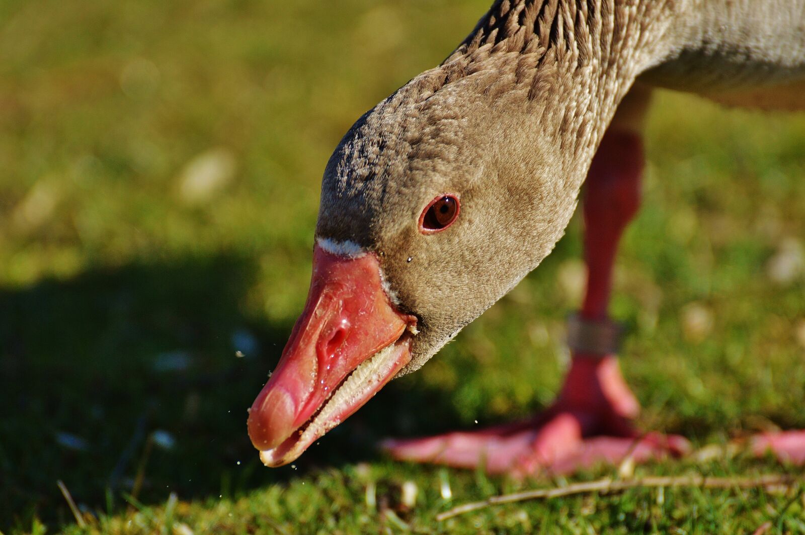 Nikon D3200 sample photo. Goose, bird, feather photography
