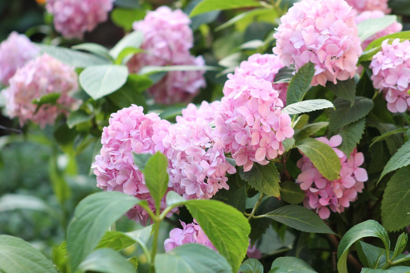 Canon EF 75-300mm f/4-5.6 sample photo. Flower, hydrangea, nature photography