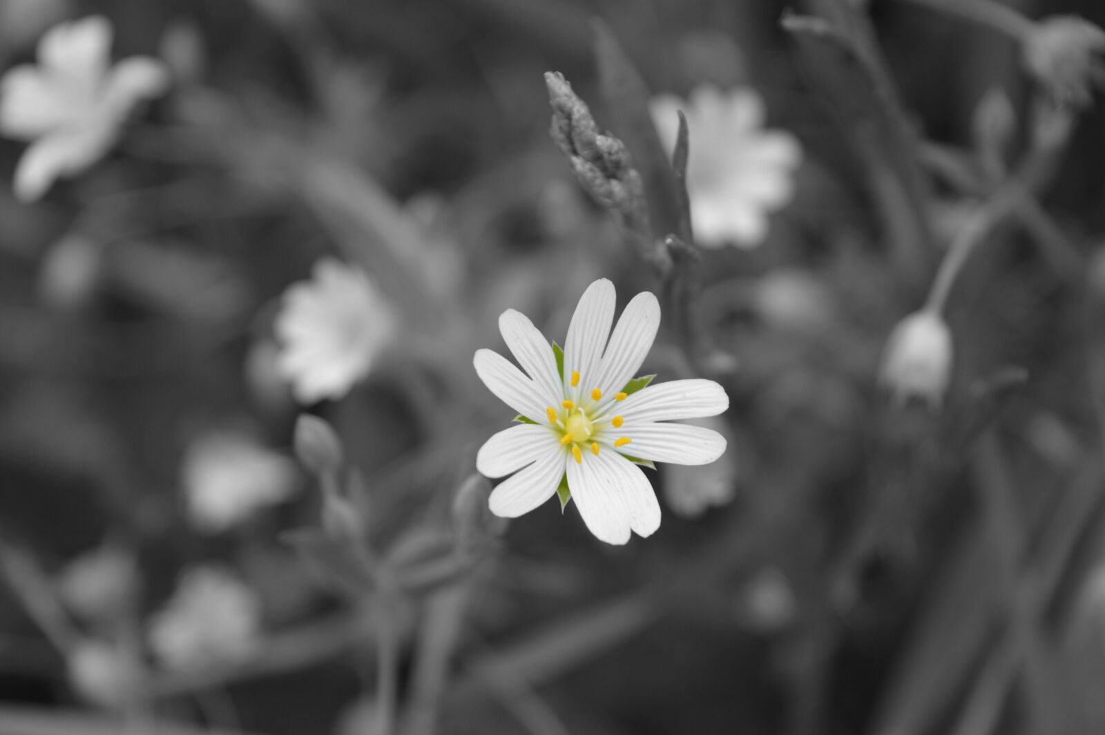 Nikon D3200 sample photo. Nature, daisy, flower photography