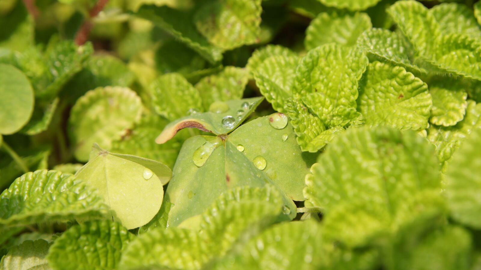 Sony SLT-A55 (SLT-A55V) sample photo. Leaves, grass, green photography