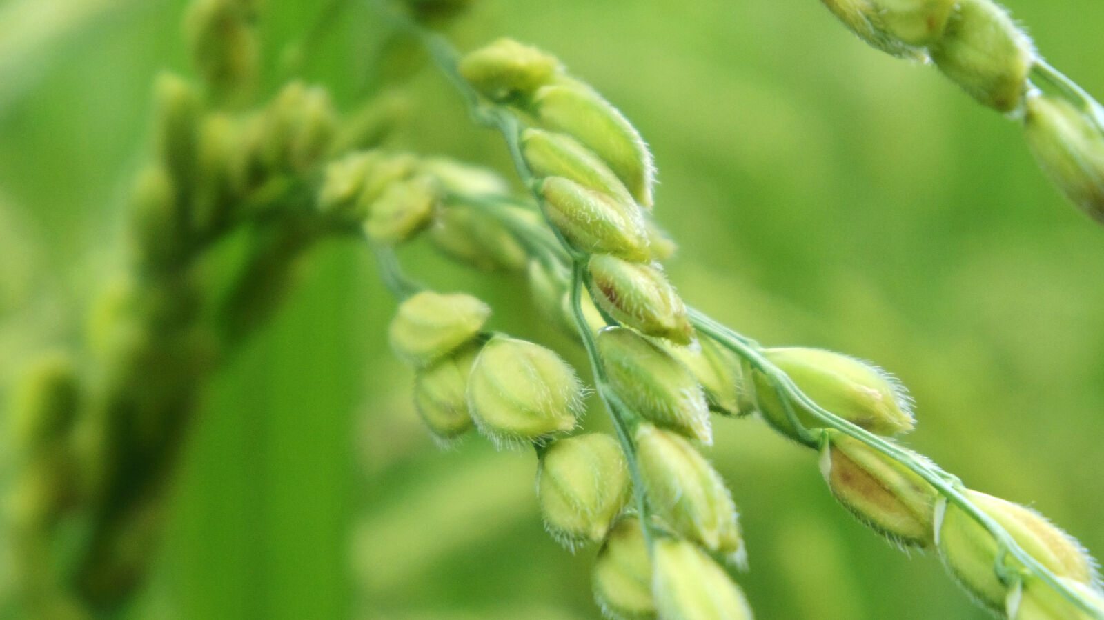 Pentax 02 Standard Zoom sample photo. Rice, plant photography