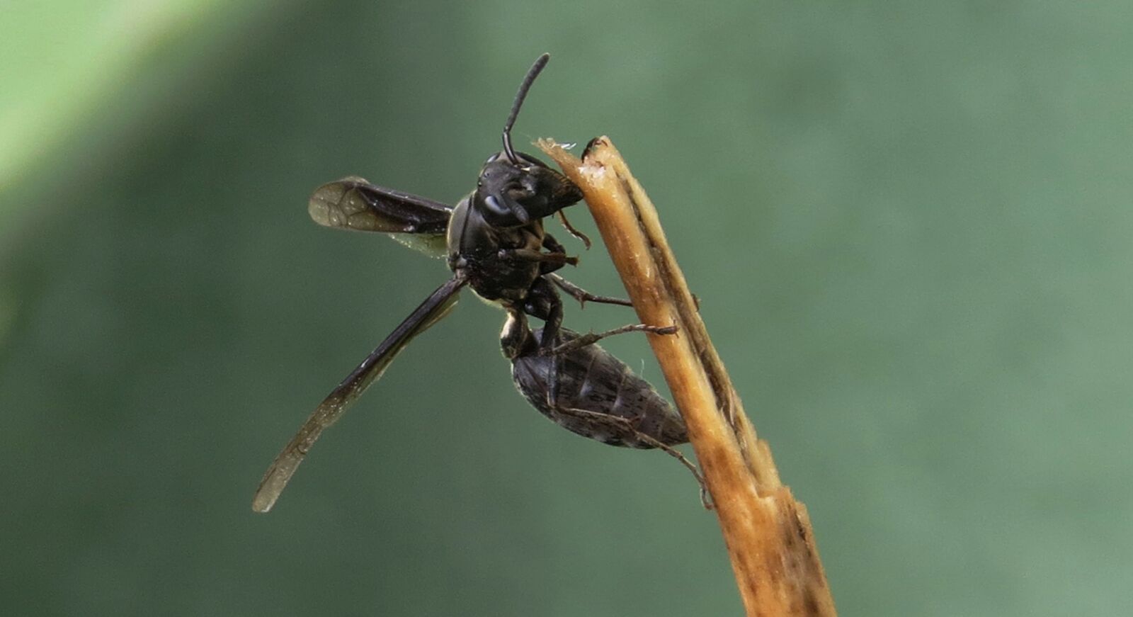 Canon PowerShot SX50 HS sample photo. Insect, nature, animalia photography