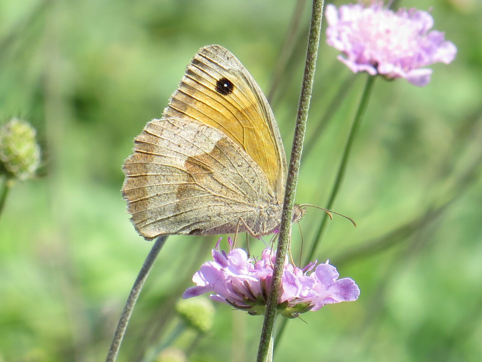 Canon PowerShot SX260 HS sample photo. Butterflies, butterfly, on, a photography