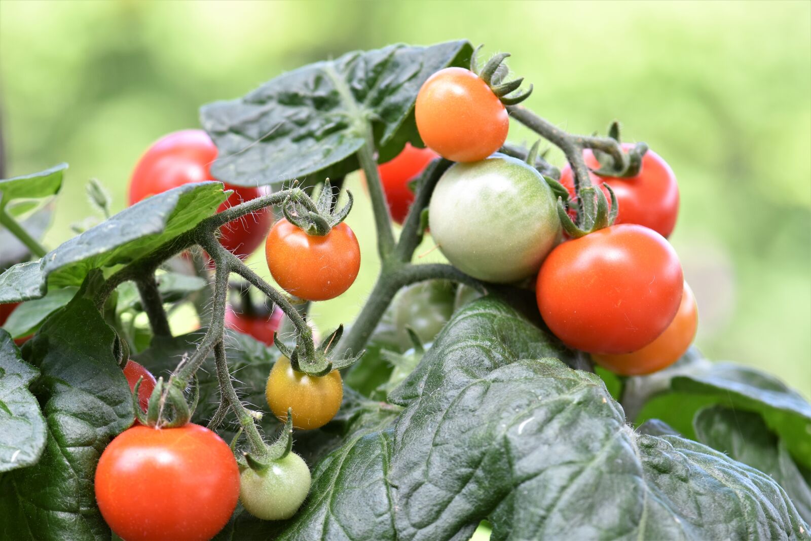 Nikon D5500 sample photo. Tomato, red, cherry tomato photography